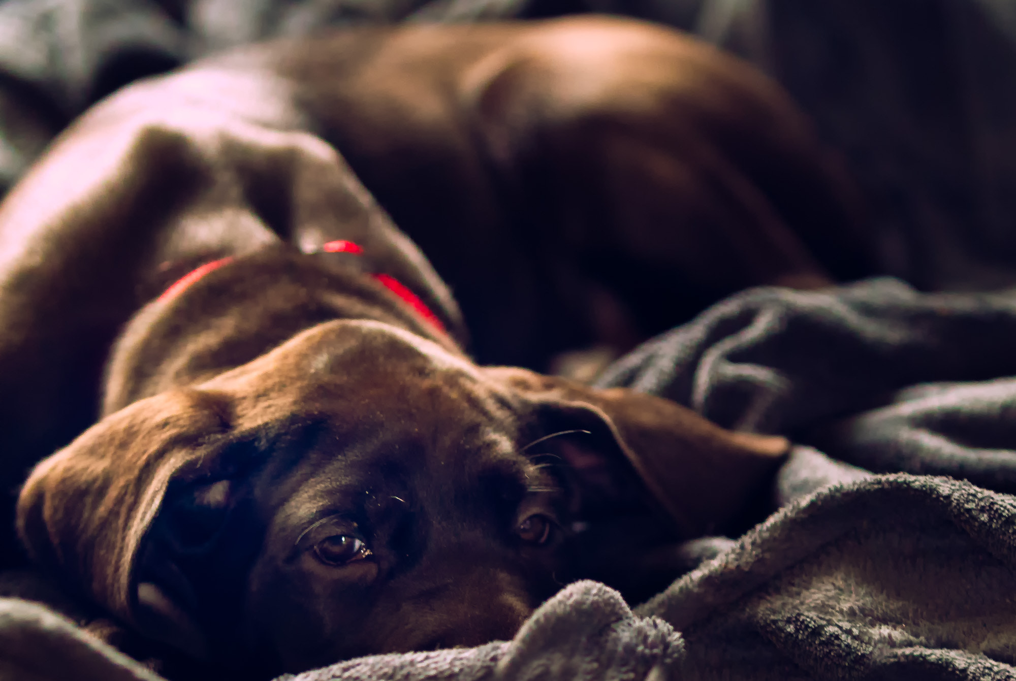 Canon EF 70-200mm F2.8L IS USM sample photo. Little luna photography