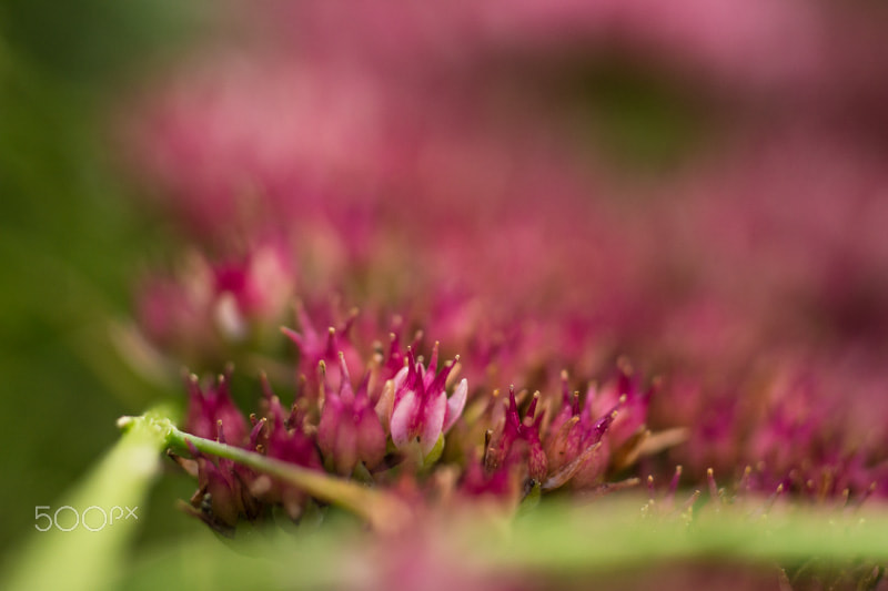 Sony a99 II + MACRO 50mm F2.8 sample photo. Tapis rose photography