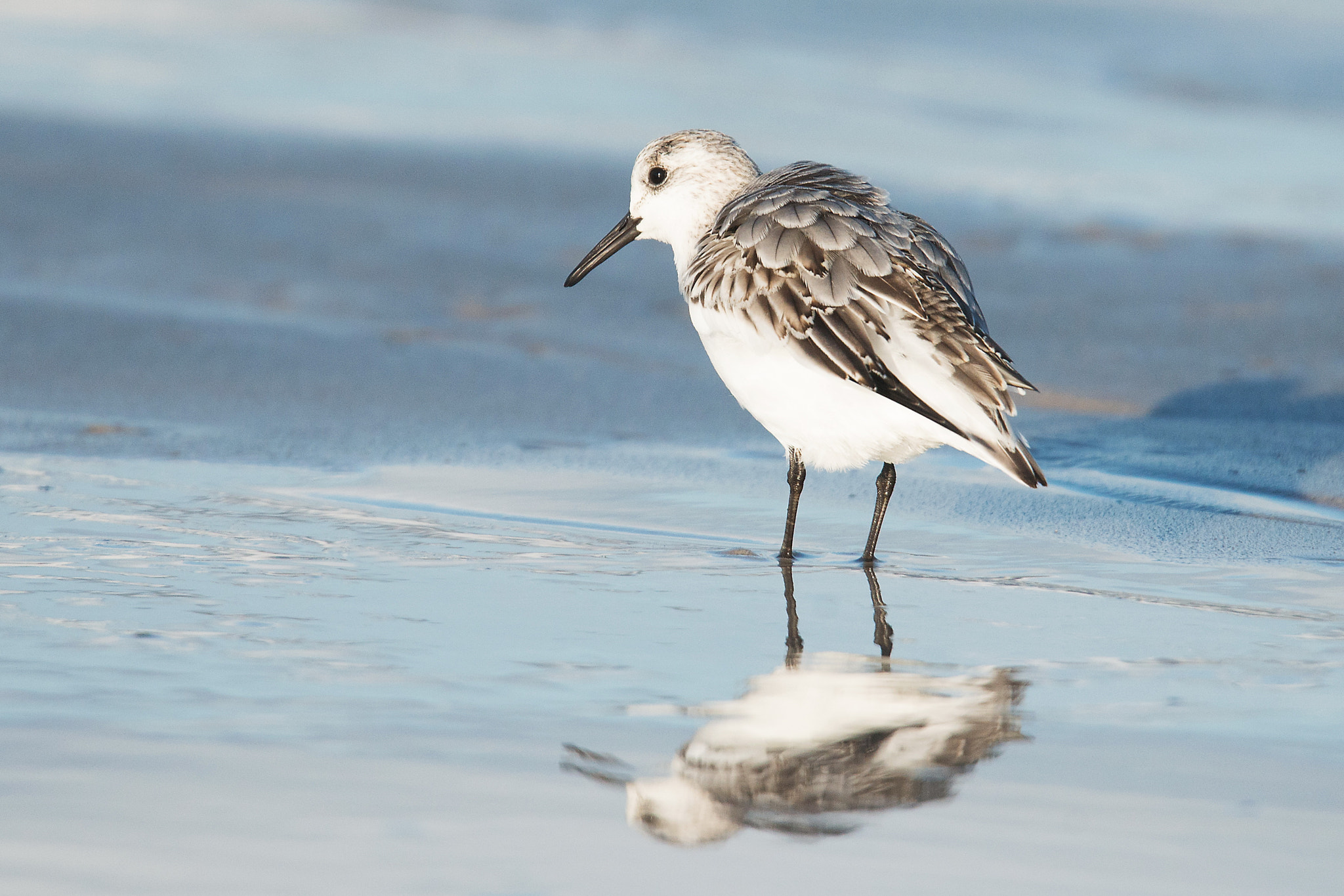 Nikon D800 sample photo. Sanderling photography