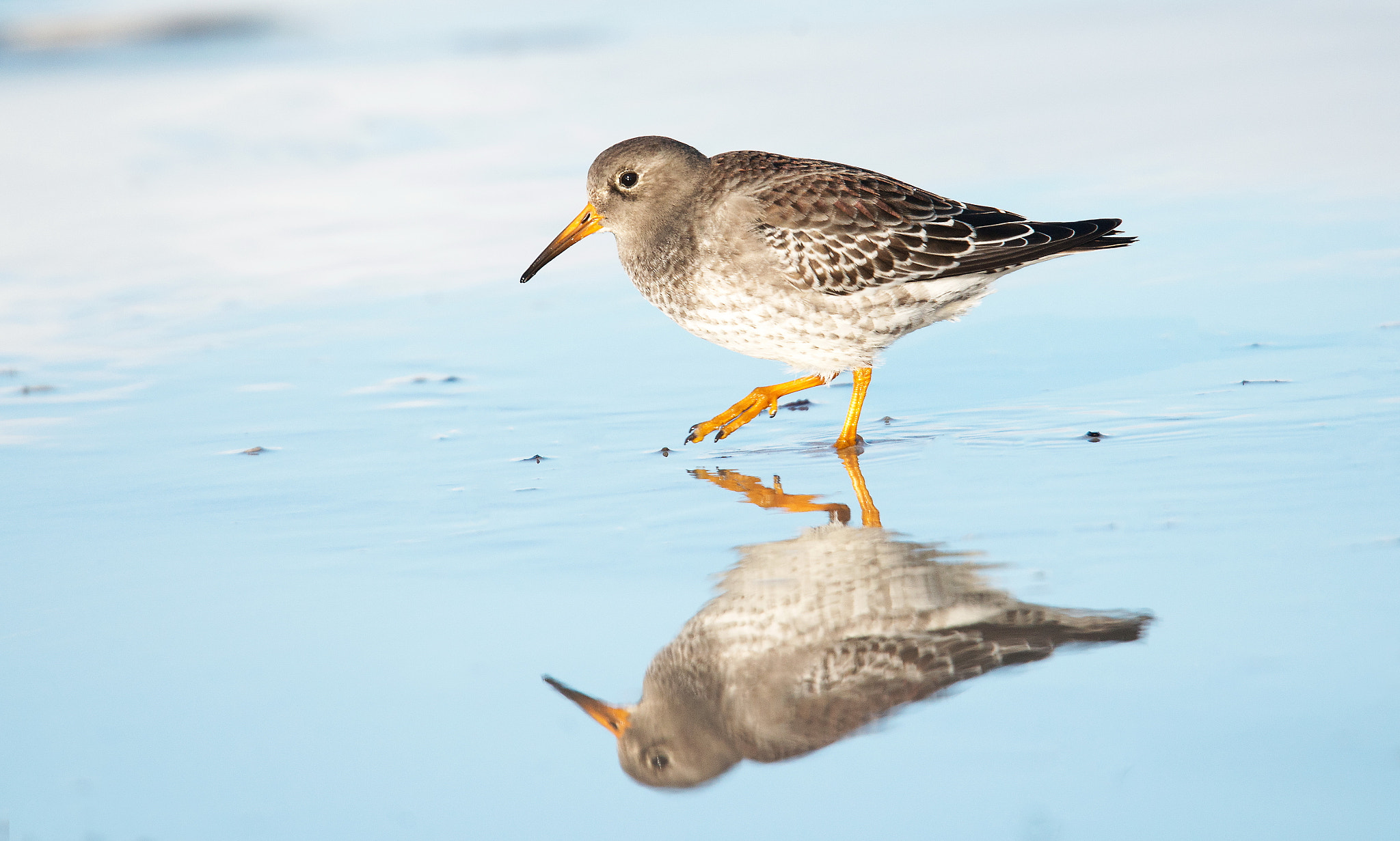 Nikon D800 sample photo. Small coastal bird... photography