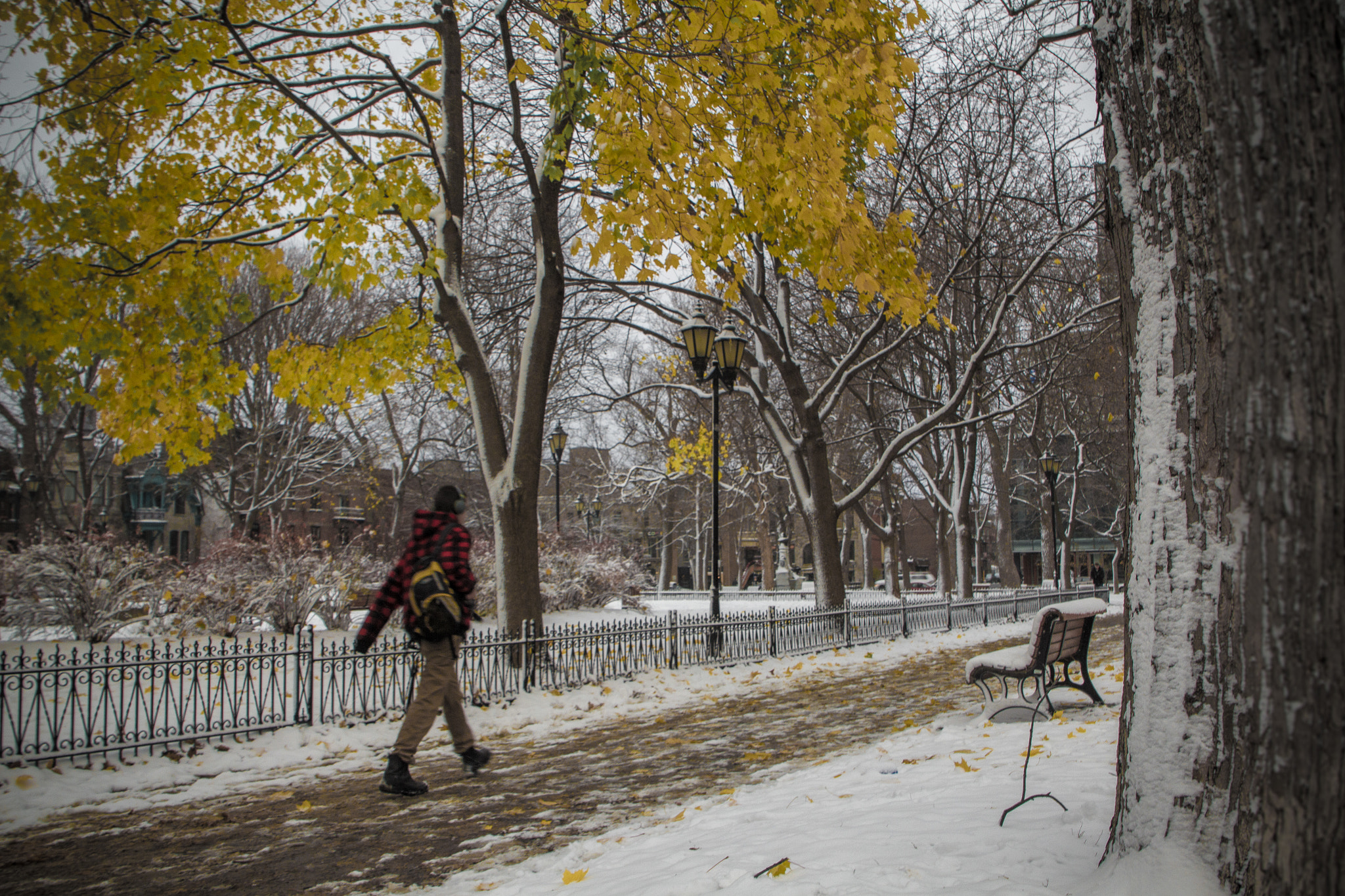 Canon EOS 60D sample photo. First snow on the last leaves, square saint-louis, montreal photography