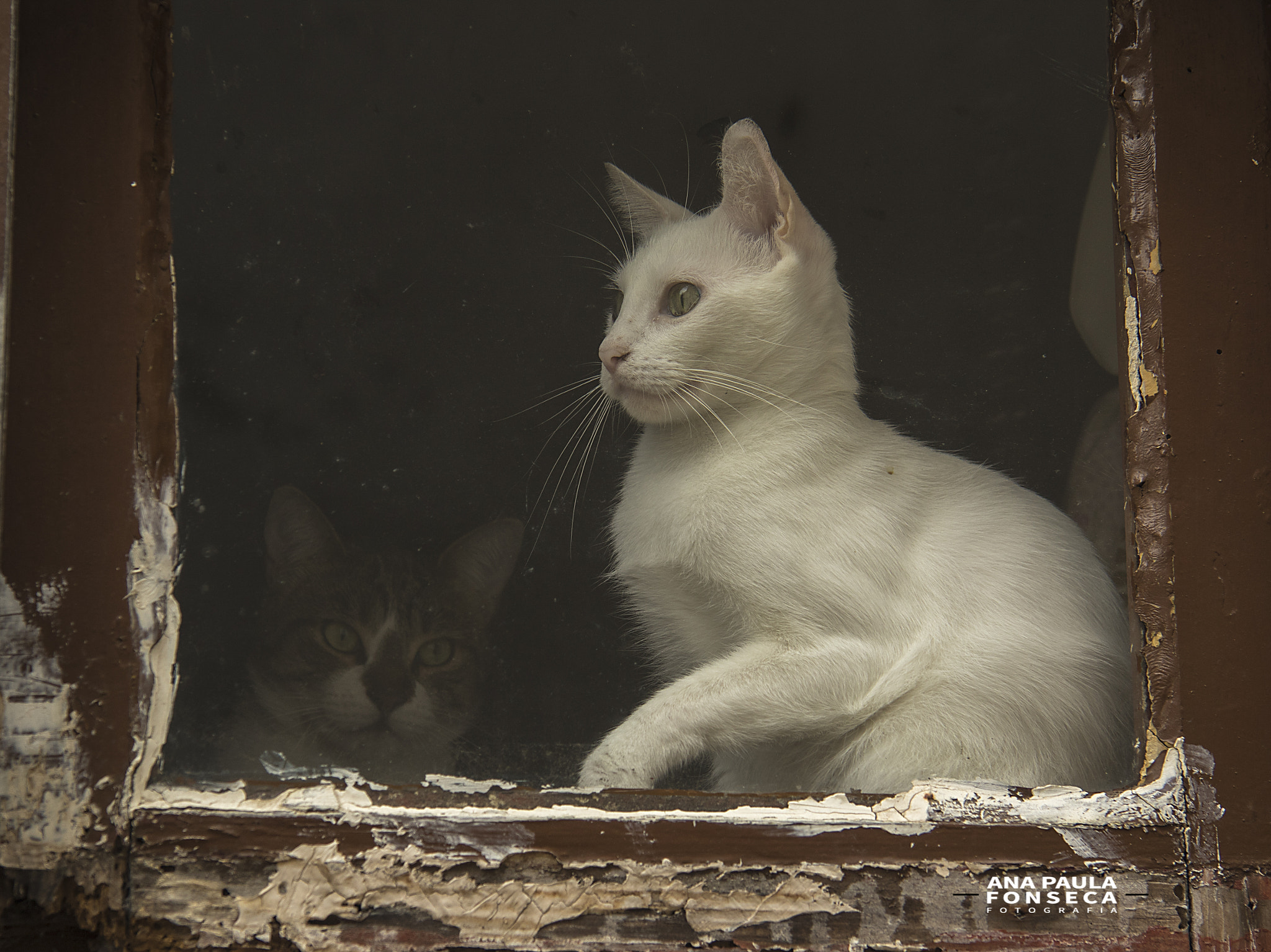 Canon EF-S 17-85mm F4-5.6 IS USM sample photo. Cats photography