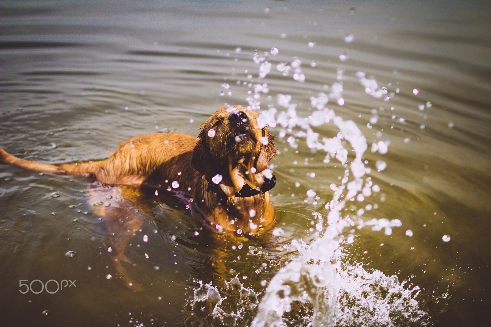 Canon EOS 600D (Rebel EOS T3i / EOS Kiss X5) sample photo. Dog playing in the water photography