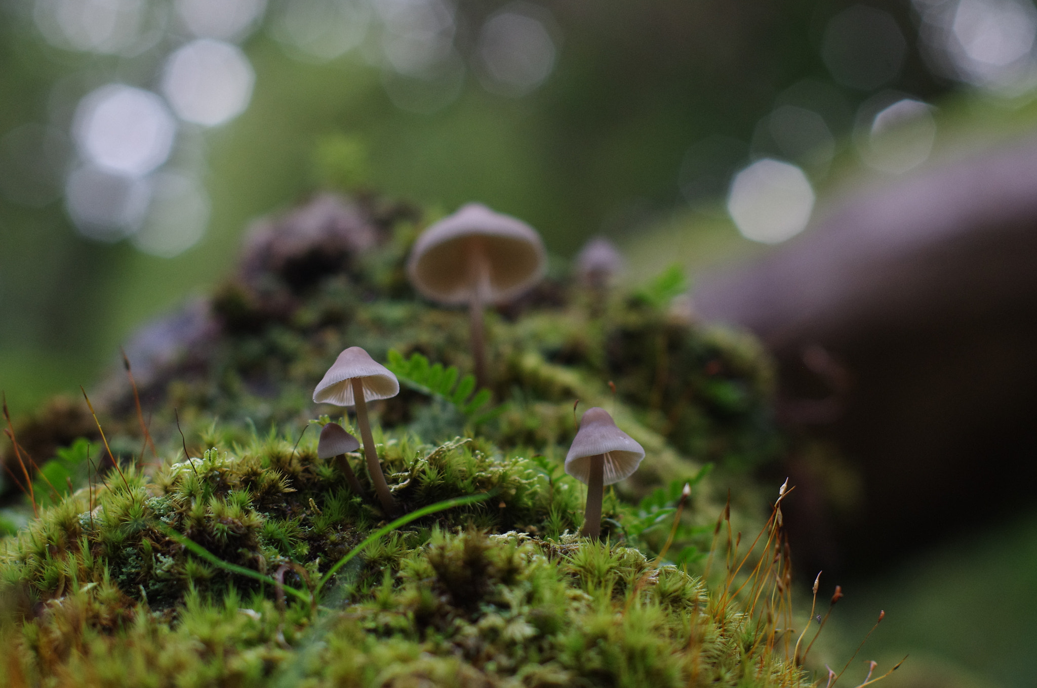 Pentax K-r + Pentax smc FA 50mm F1.4 sample photo. Autumn's secrets photography