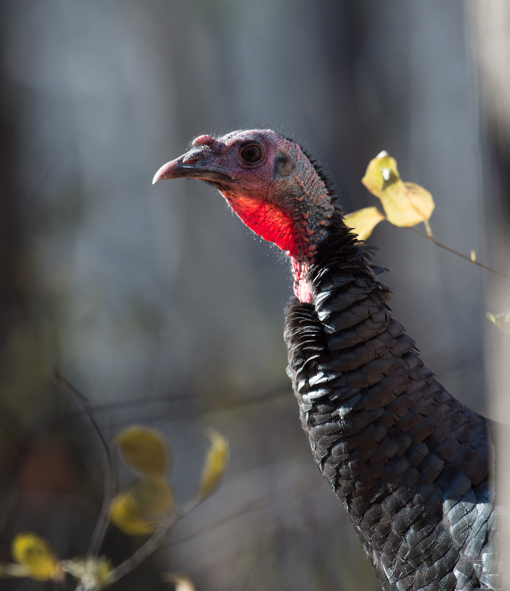 Nikon AF-S Nikkor 800mm F5.6E FL ED VR sample photo. Dindon sauvage, meleagris gallopavo, wild turkey photography