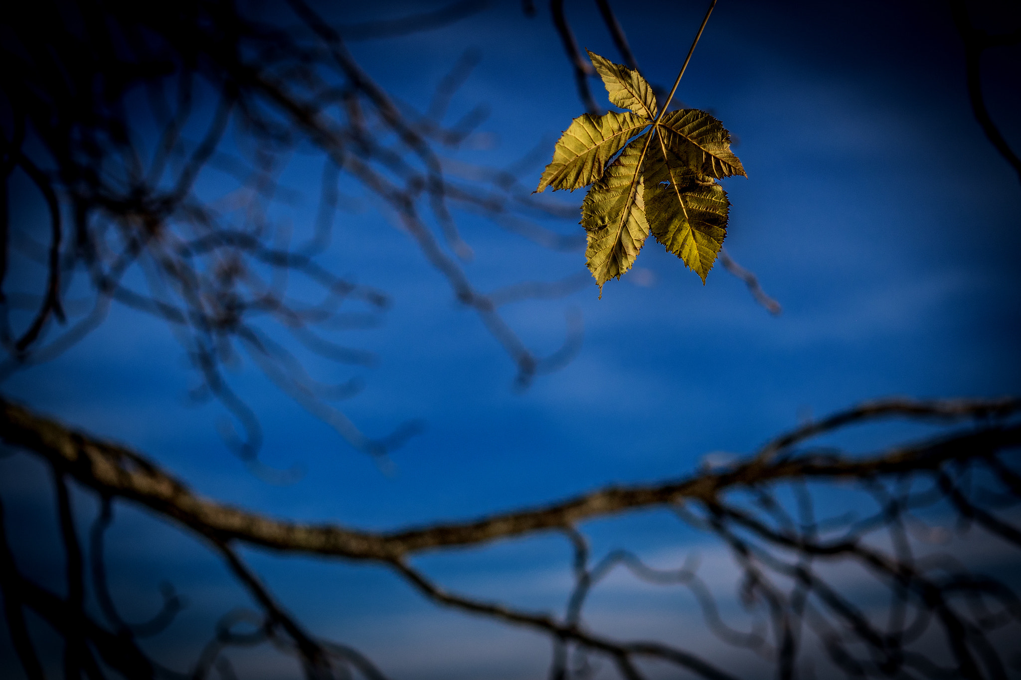 Panasonic Leica DG Nocticron 42.5mm F1.2 ASPH OIS sample photo. Last sign from autumn photography