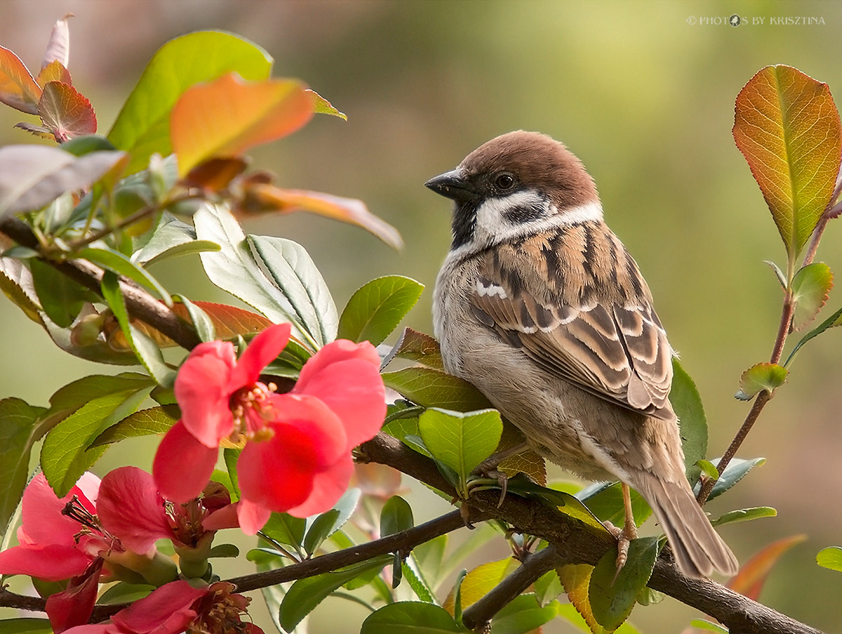 Sigma 50-500mm f/4-6.3 APO HSM EX sample photo. Sparrow photography