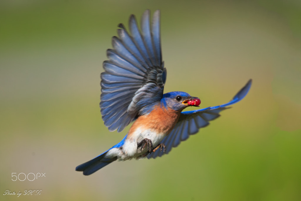 150-600mm F5-6.3 DG OS HSM | Sports 014 sample photo. Blue bird(3) photography