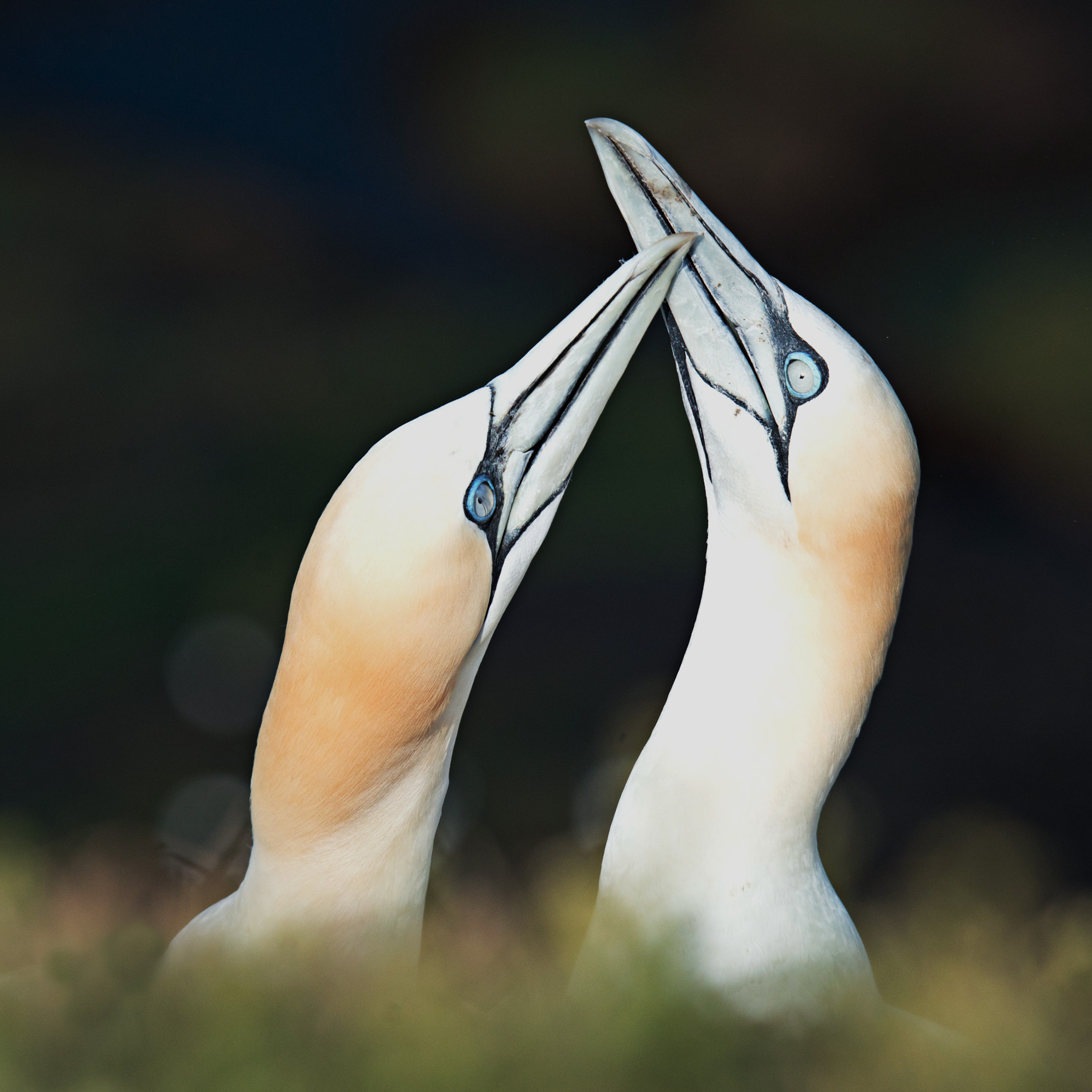 Nikon D800 sample photo. Gannets... photography