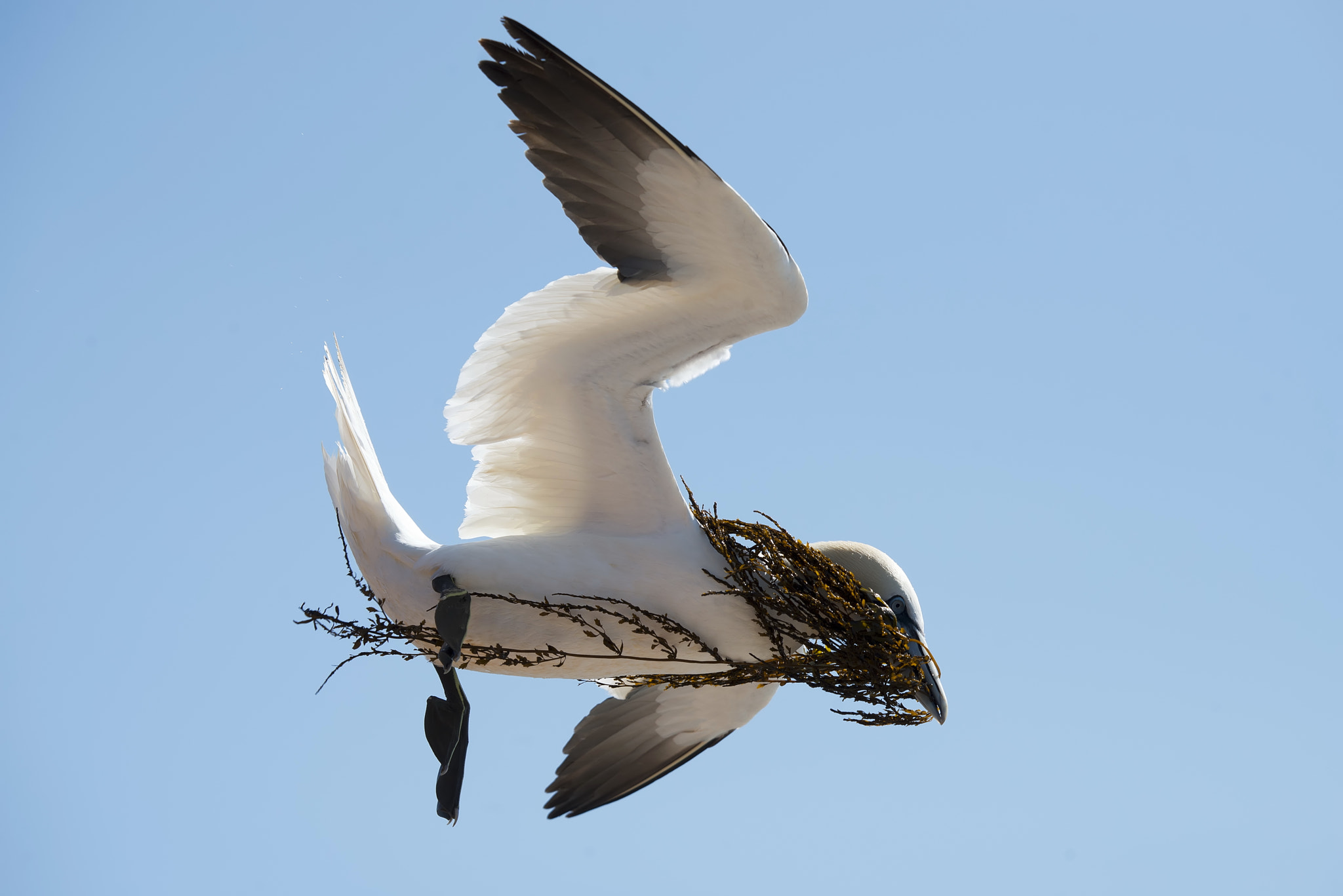 Nikon D800 sample photo. Gannet photography
