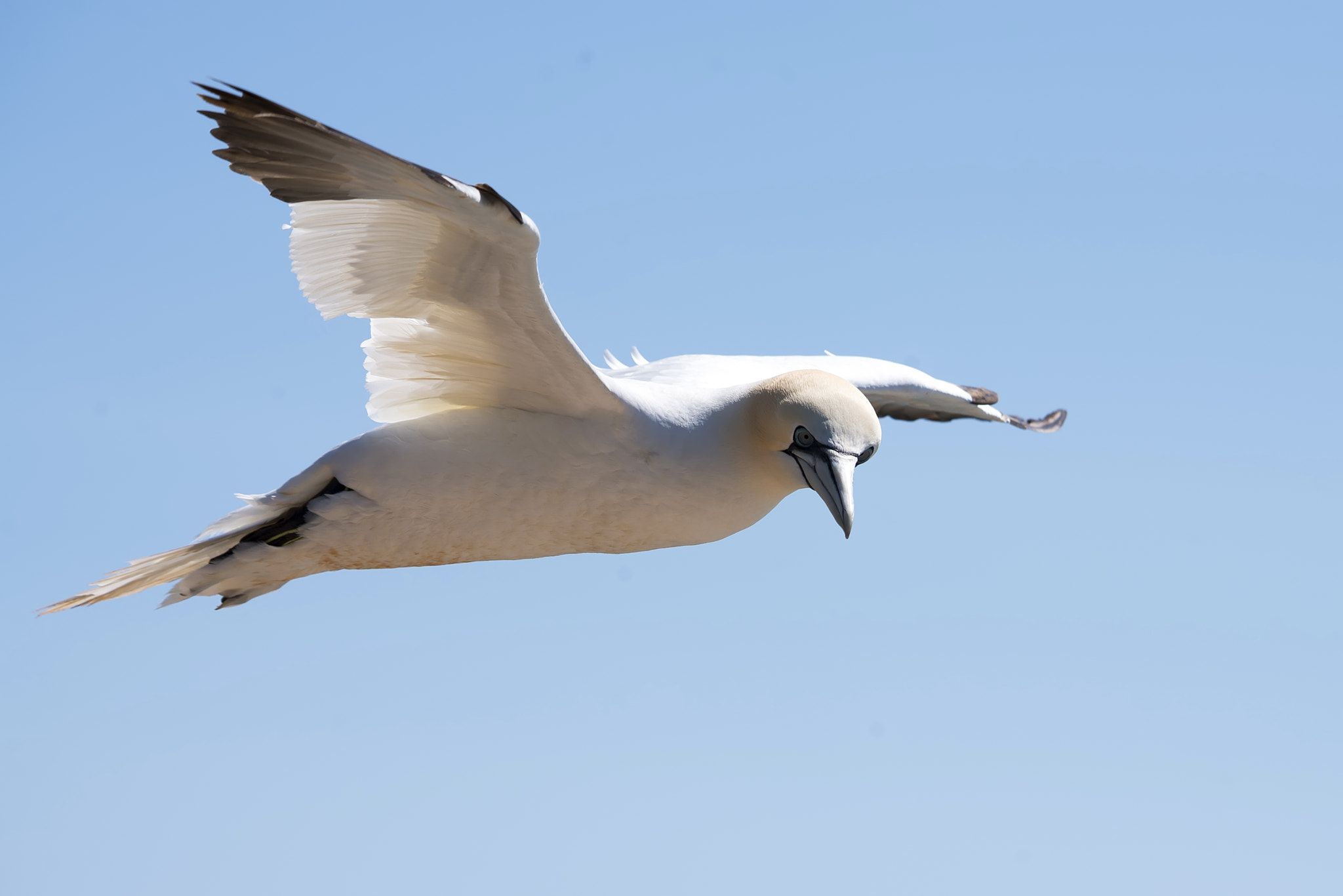 Nikon D800 sample photo. Gannet photography