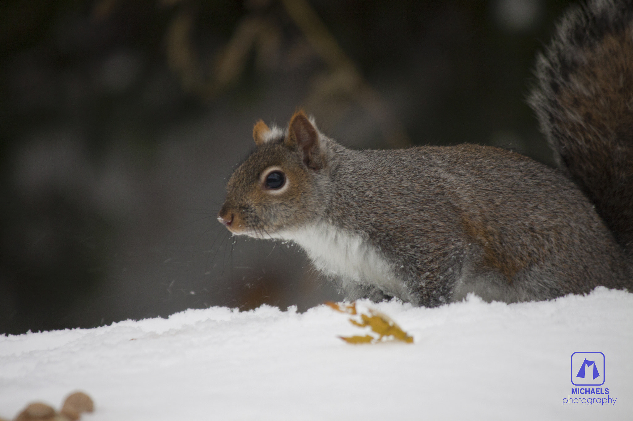 Canon EOS 50D + Canon EF-S 55-250mm F4-5.6 IS sample photo. Snow squirrel photography