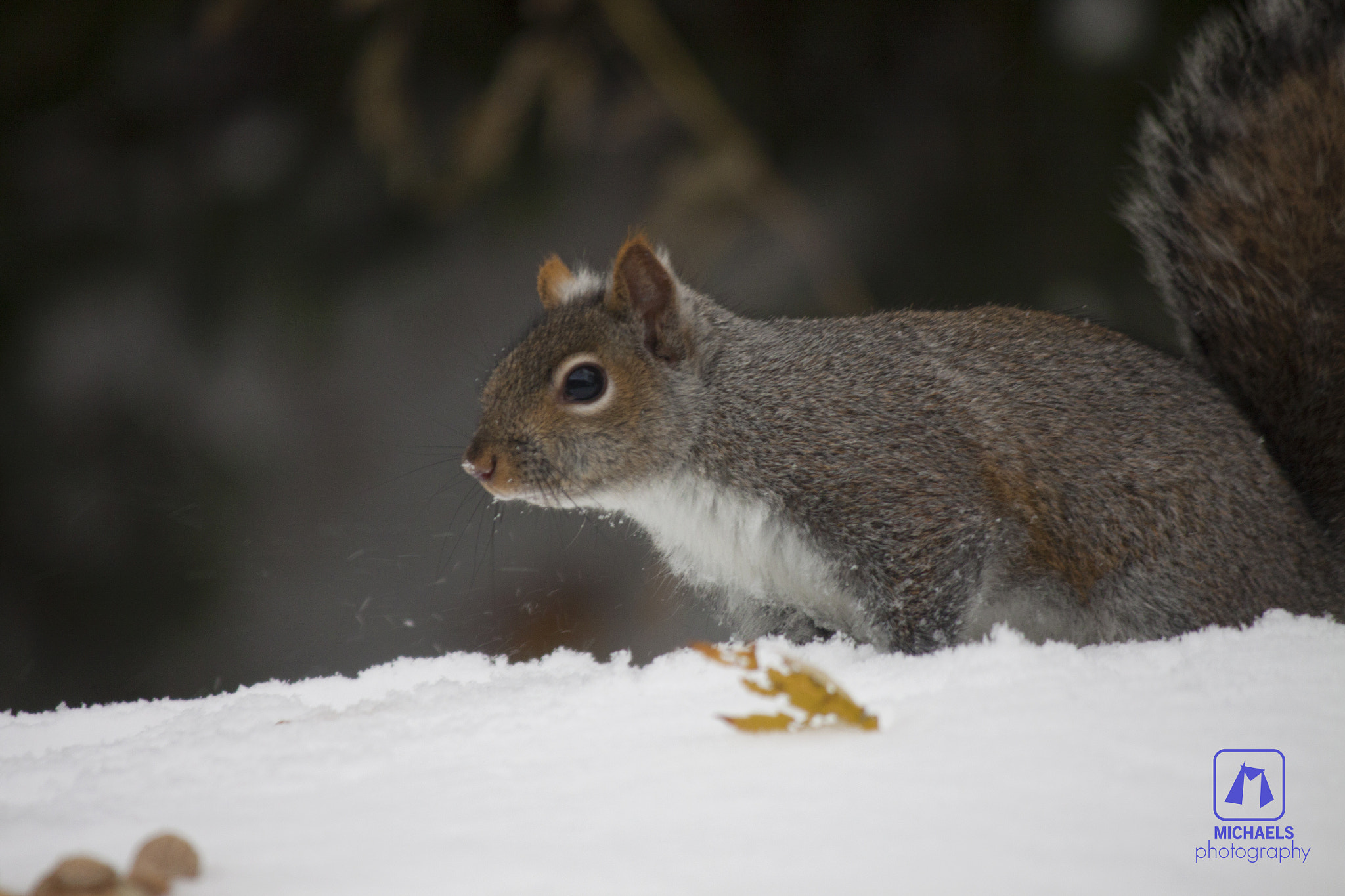 Canon EF-S 55-250mm F4-5.6 IS sample photo. Snow squirrel photography