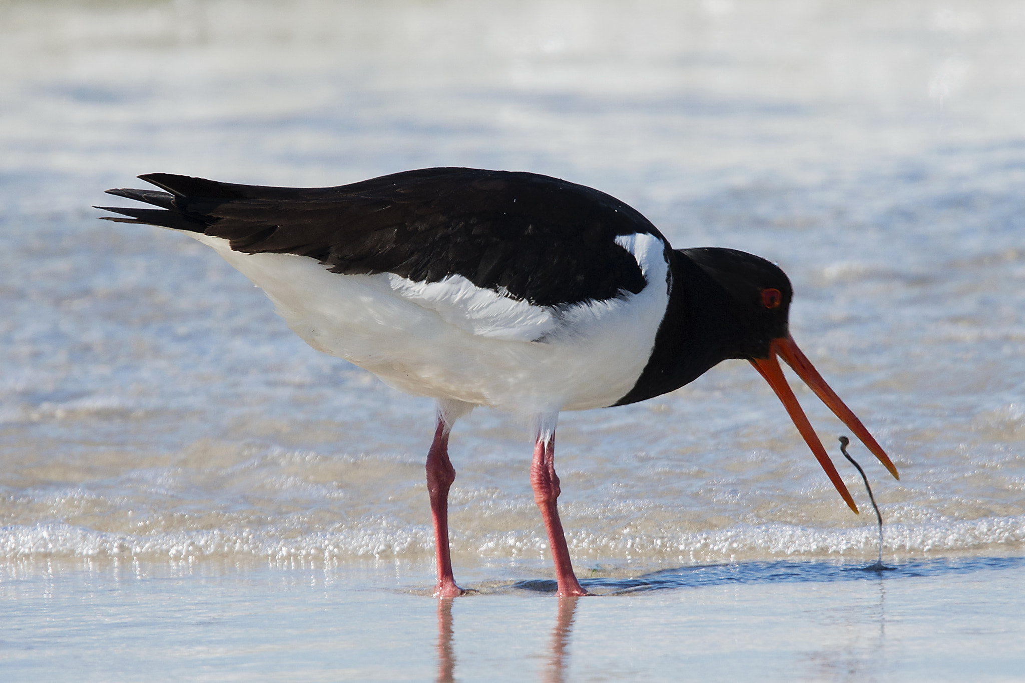 Nikon D800 sample photo. Oystercatcher (austernfischer)... photography