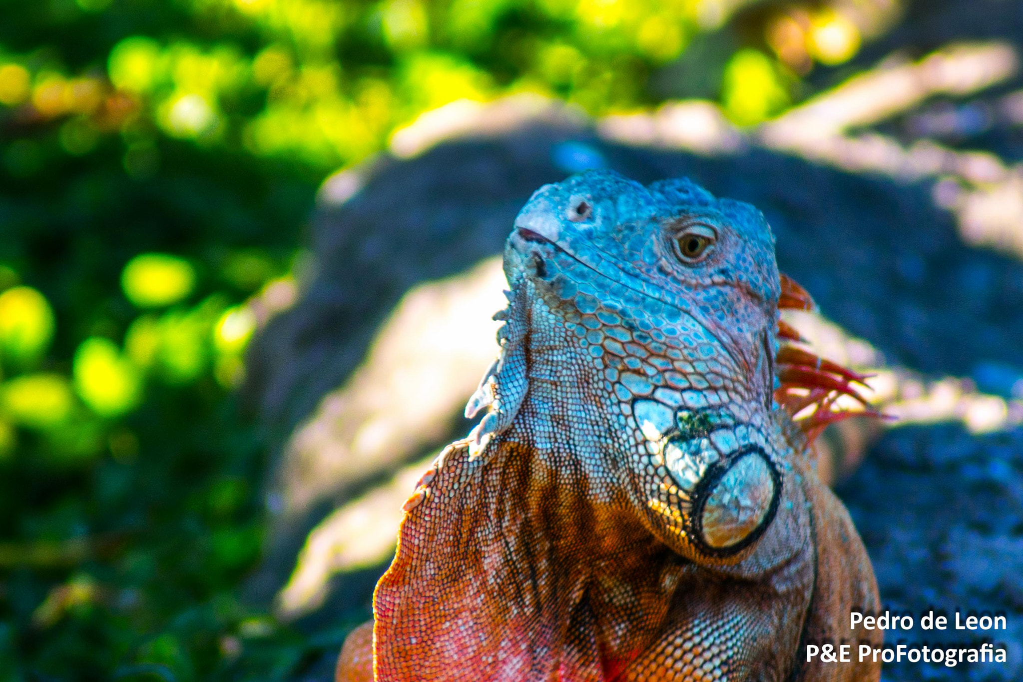 Nikon D7100 sample photo. Guatemala zoo photography