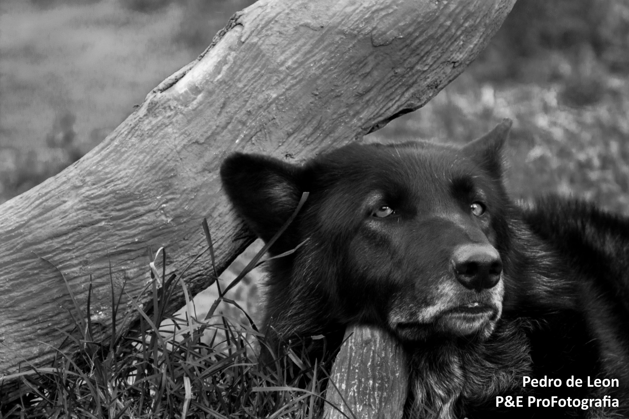 Nikon D7100 + Sigma 50-150mm F2.8 EX APO DC HSM II + 1.4x sample photo. Guatemala zoo photography