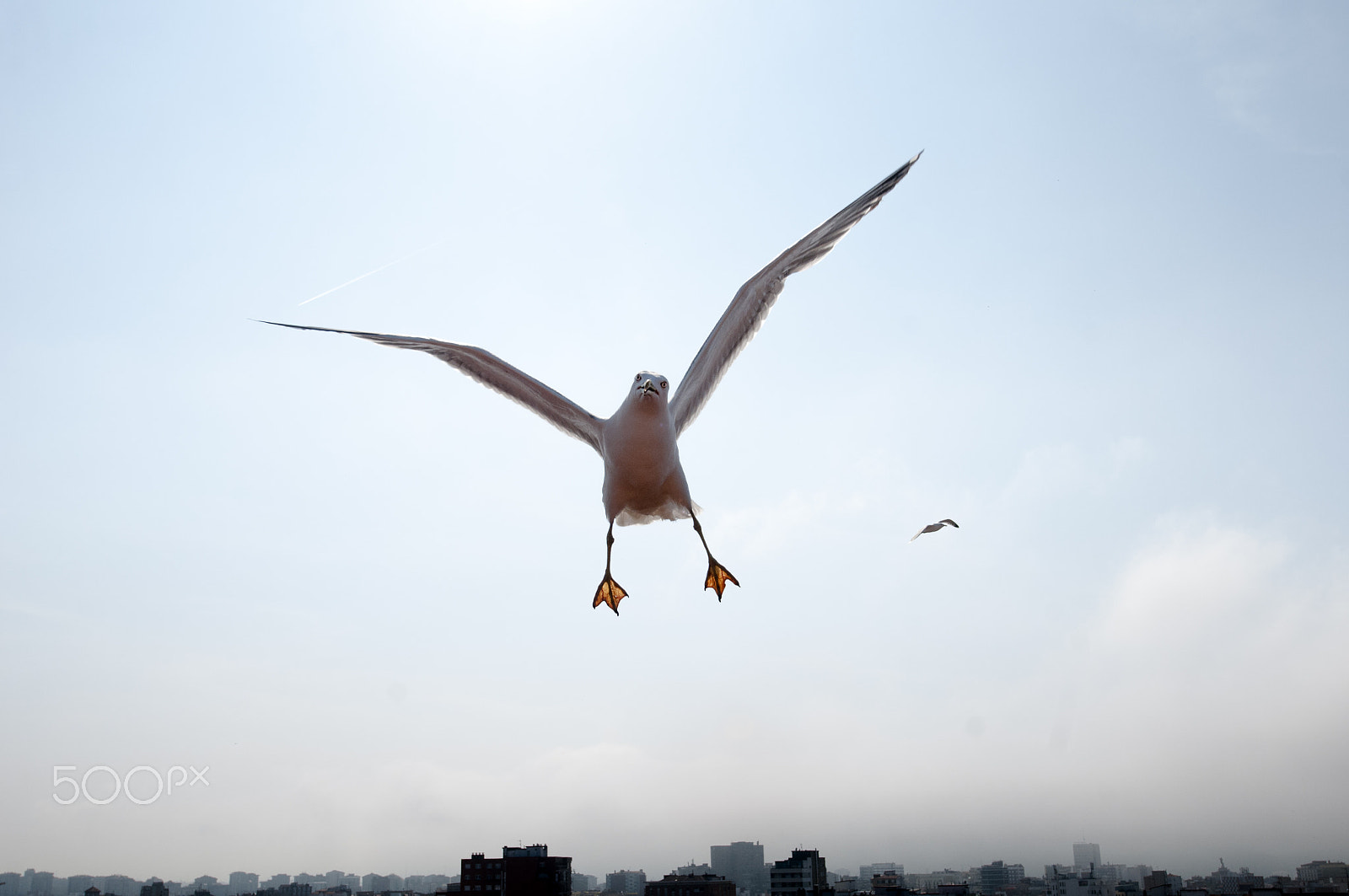 Nikon AF-S Nikkor 14-24mm F2.8G ED sample photo. Larus michahellis photography