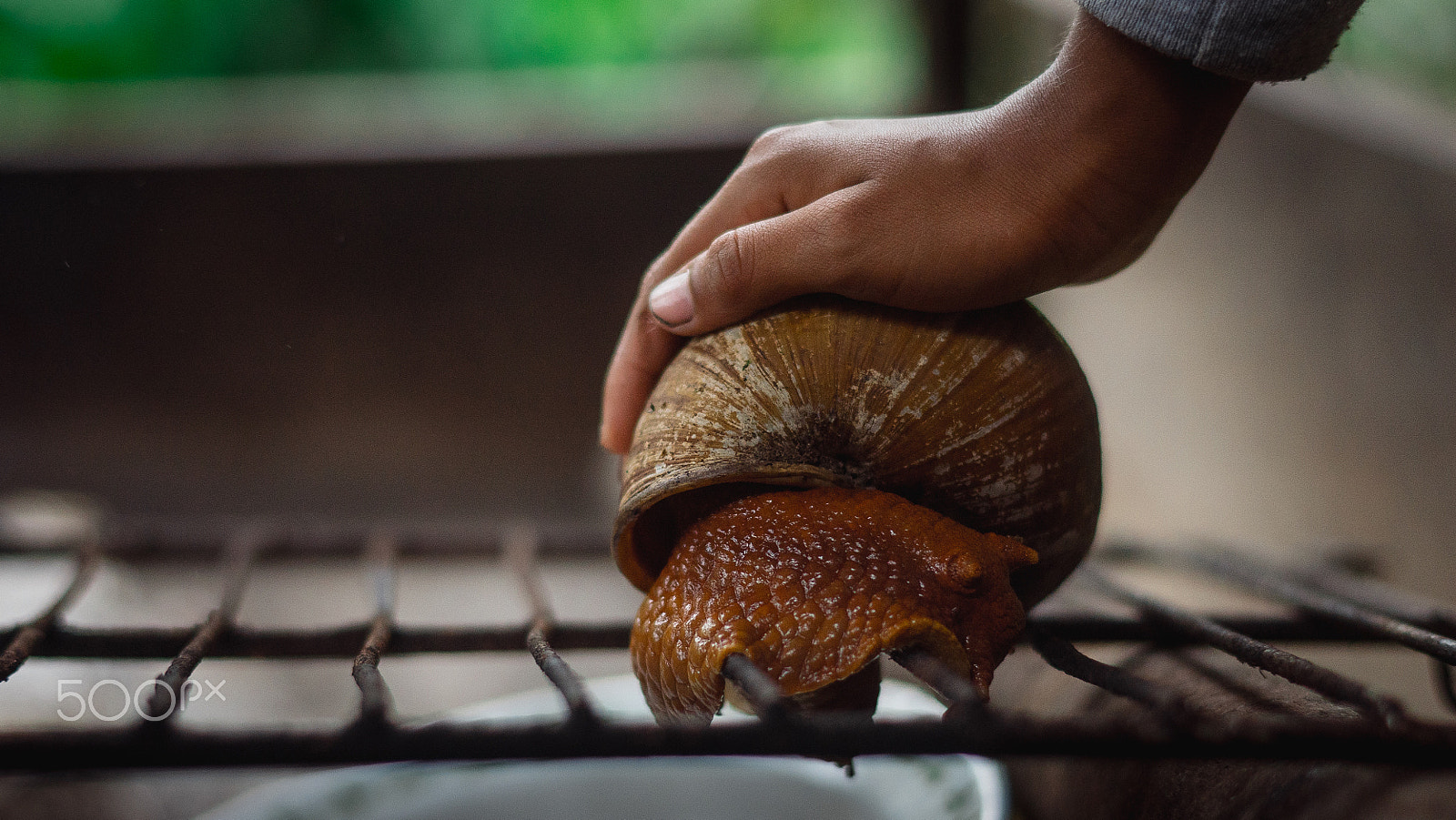 Sony ILCA-77M2 + Sony 50mm F1.4 sample photo. Snail in amazonia photography