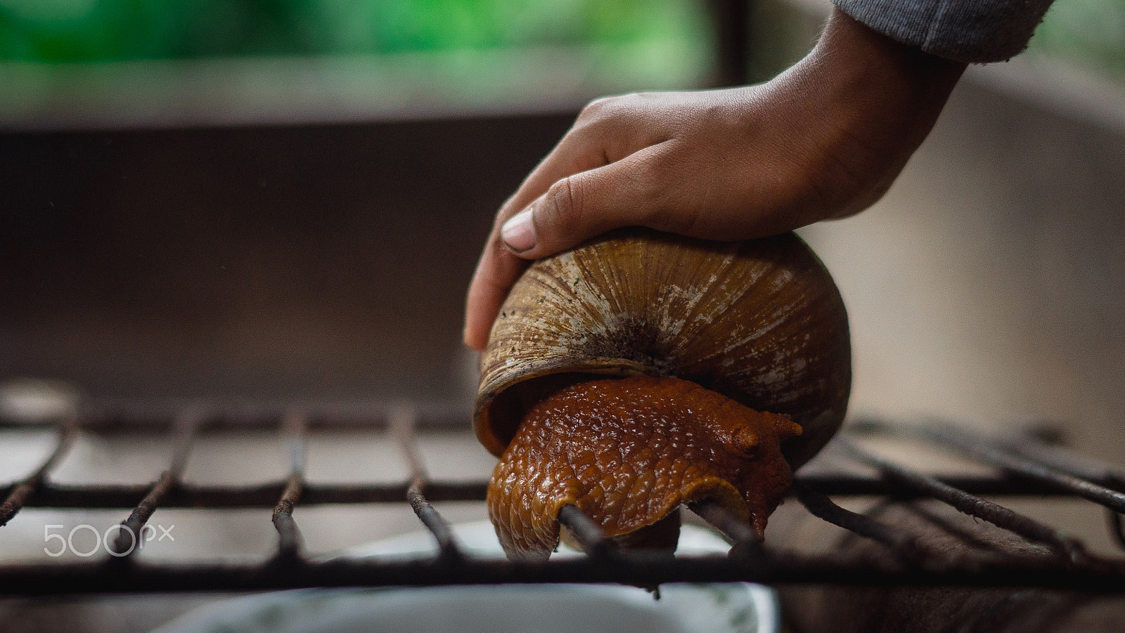 Sony ILCA-77M2 sample photo. Snail in amazonia photography