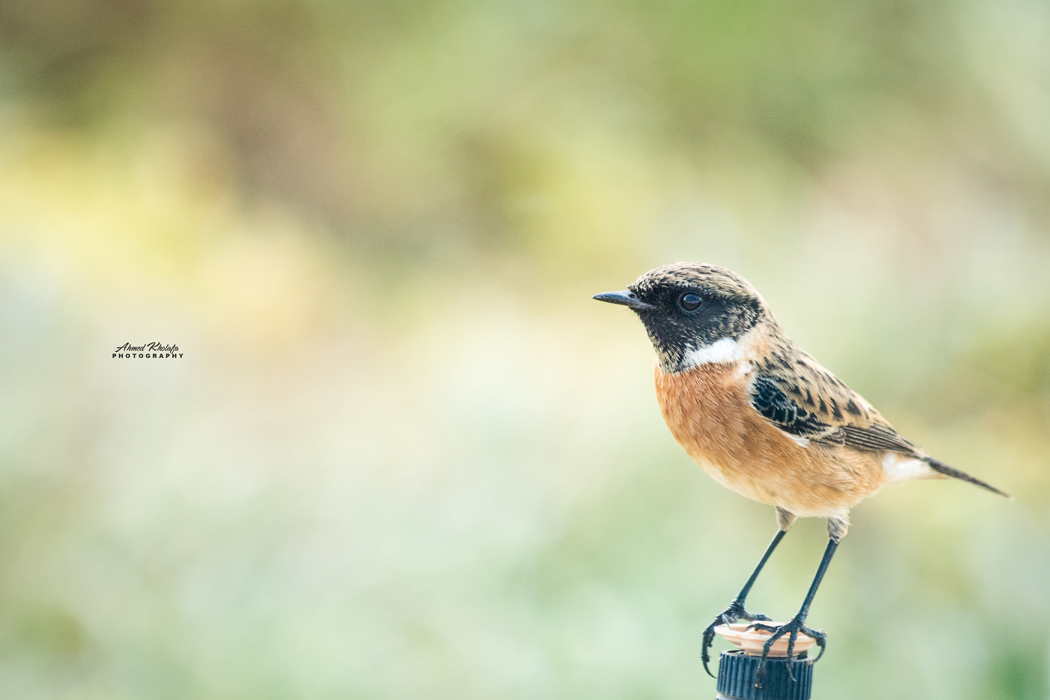 Canon EF 70-300mm F4-5.6 IS USM sample photo. Stonechat... photography