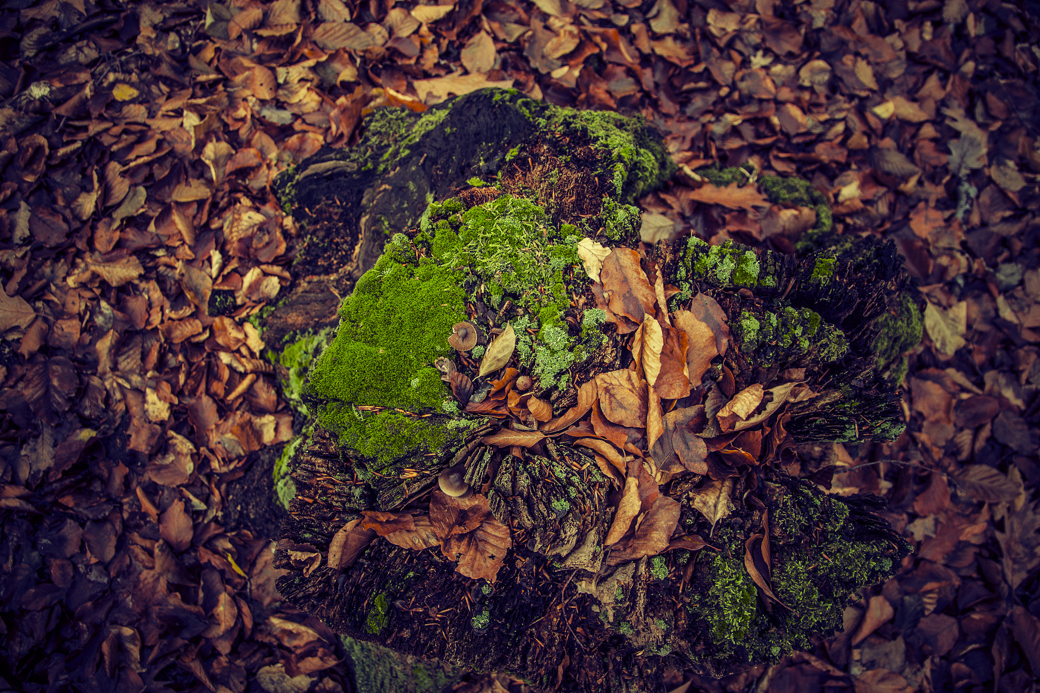 Canon EF-S 17-55mm F2.8 IS USM sample photo. In forest photography