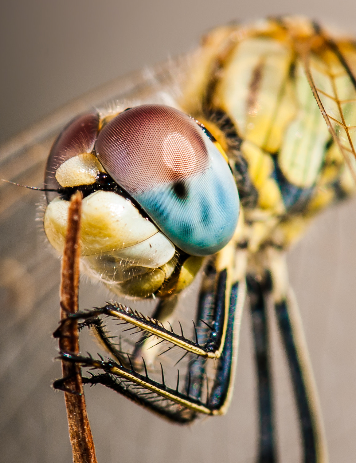 Nikon D3X + Nikon AF-S Micro-Nikkor 105mm F2.8G IF-ED VR sample photo. Dragonfly close-up! photography