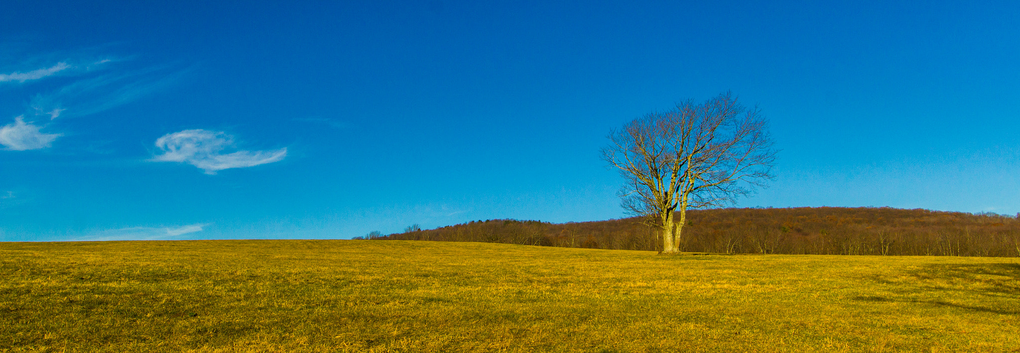 Canon EF-S 10-22mm F3.5-4.5 USM sample photo. Alone in a wide open field photography