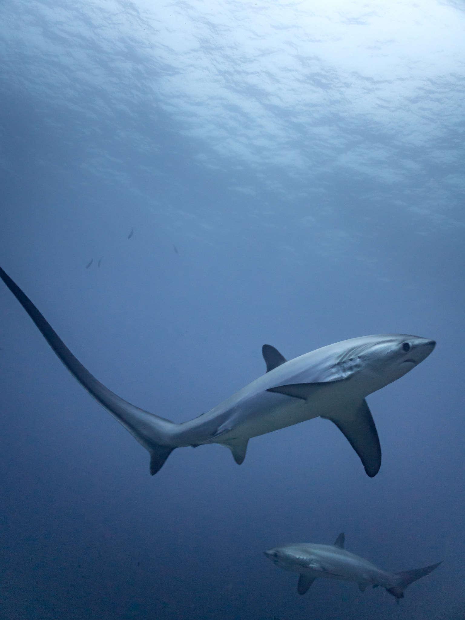 Olympus PEN E-PL5 + Panasonic Lumix G 20mm F1.7 ASPH sample photo. Sharks circling at dawn photography