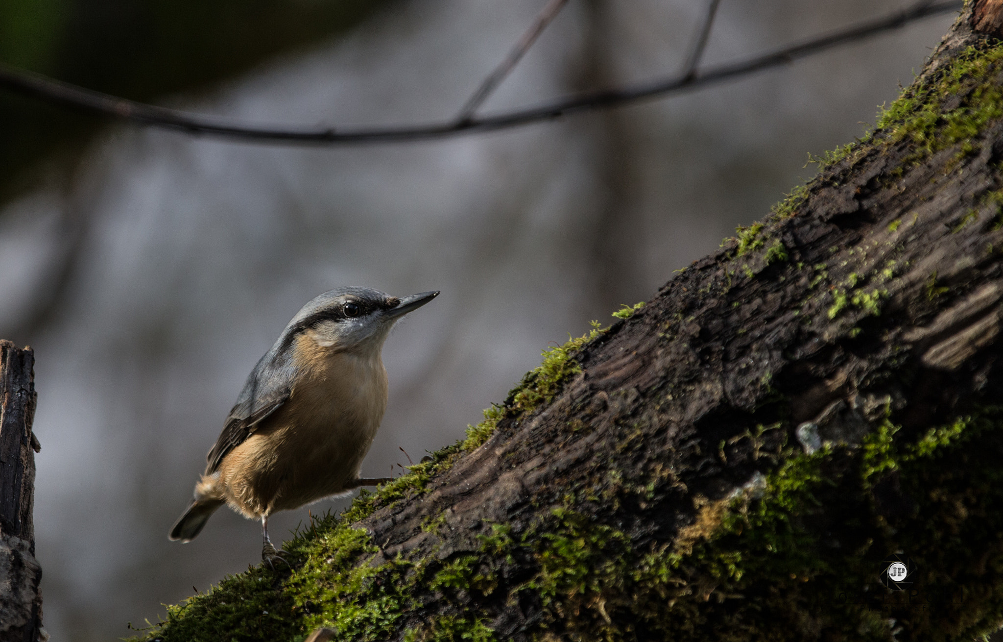 Canon EOS 6D + Canon EF 70-200mm F2.8L IS II USM sample photo. Kleiber photography