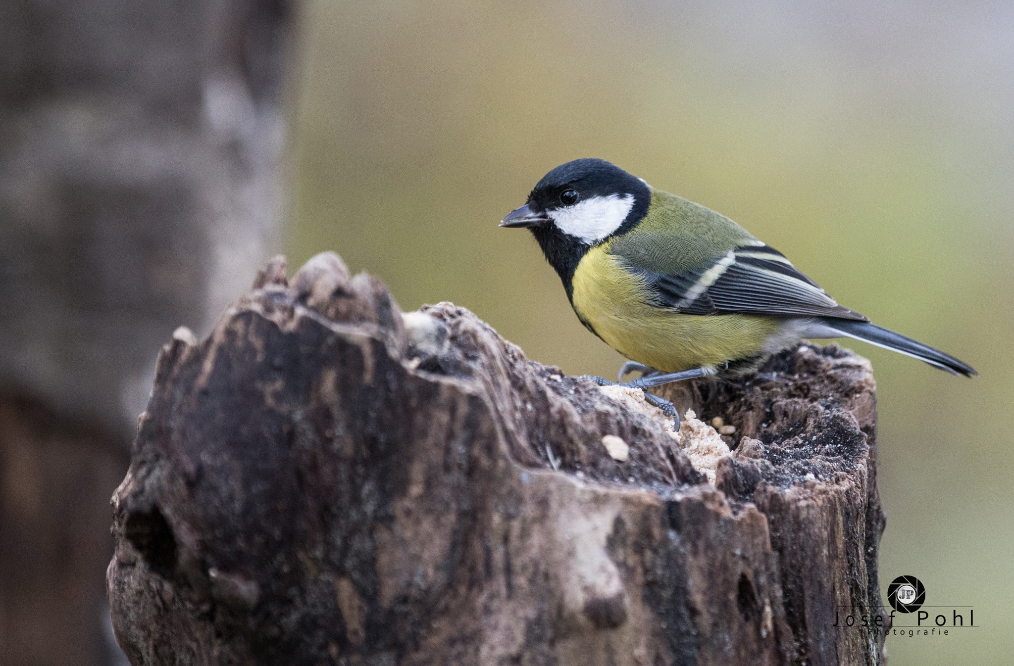 Canon EF 70-200mm F2.8L IS II USM sample photo. Kohlmeise photography