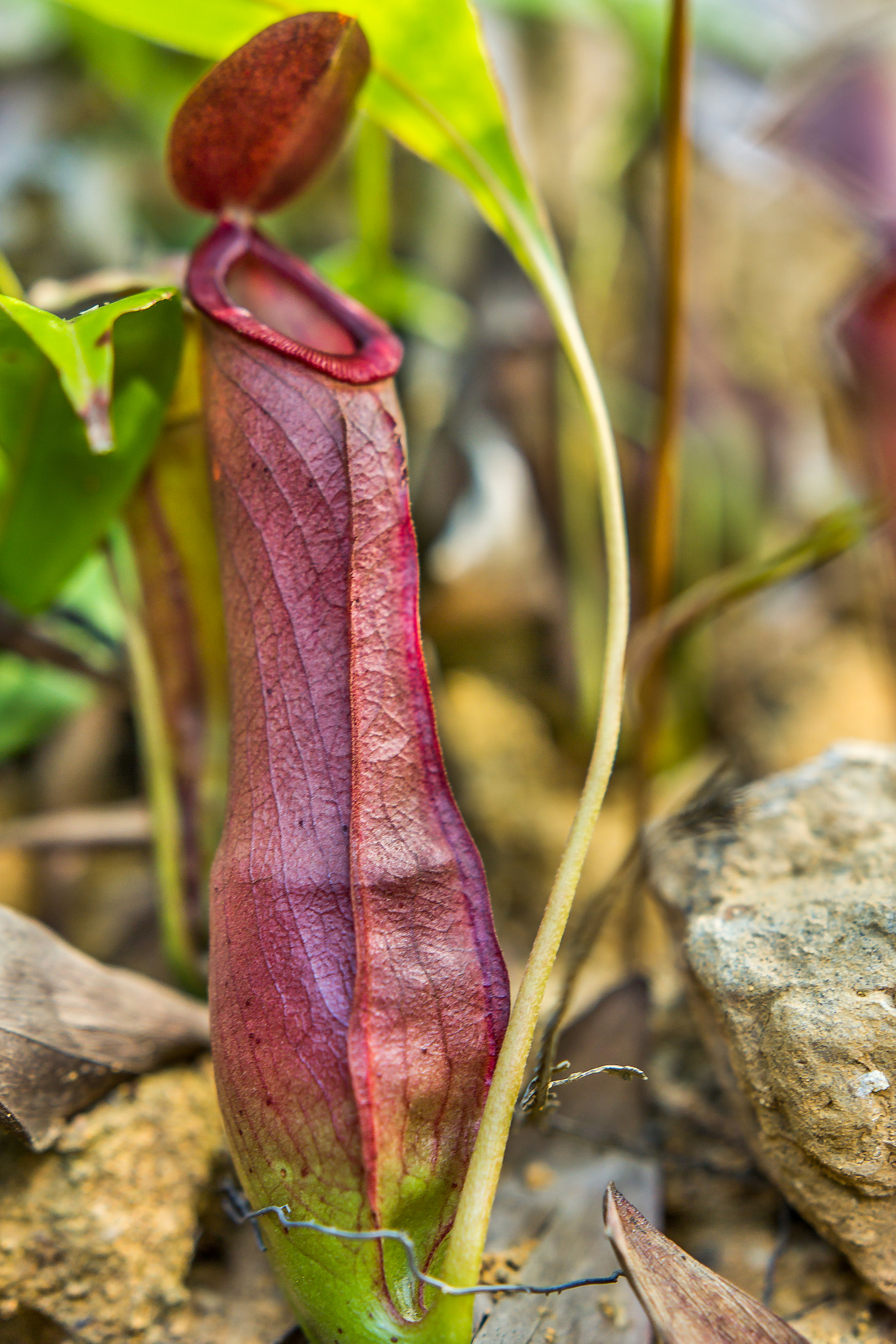 Canon EOS 60D sample photo. "common swamp pitcher-plant" photography