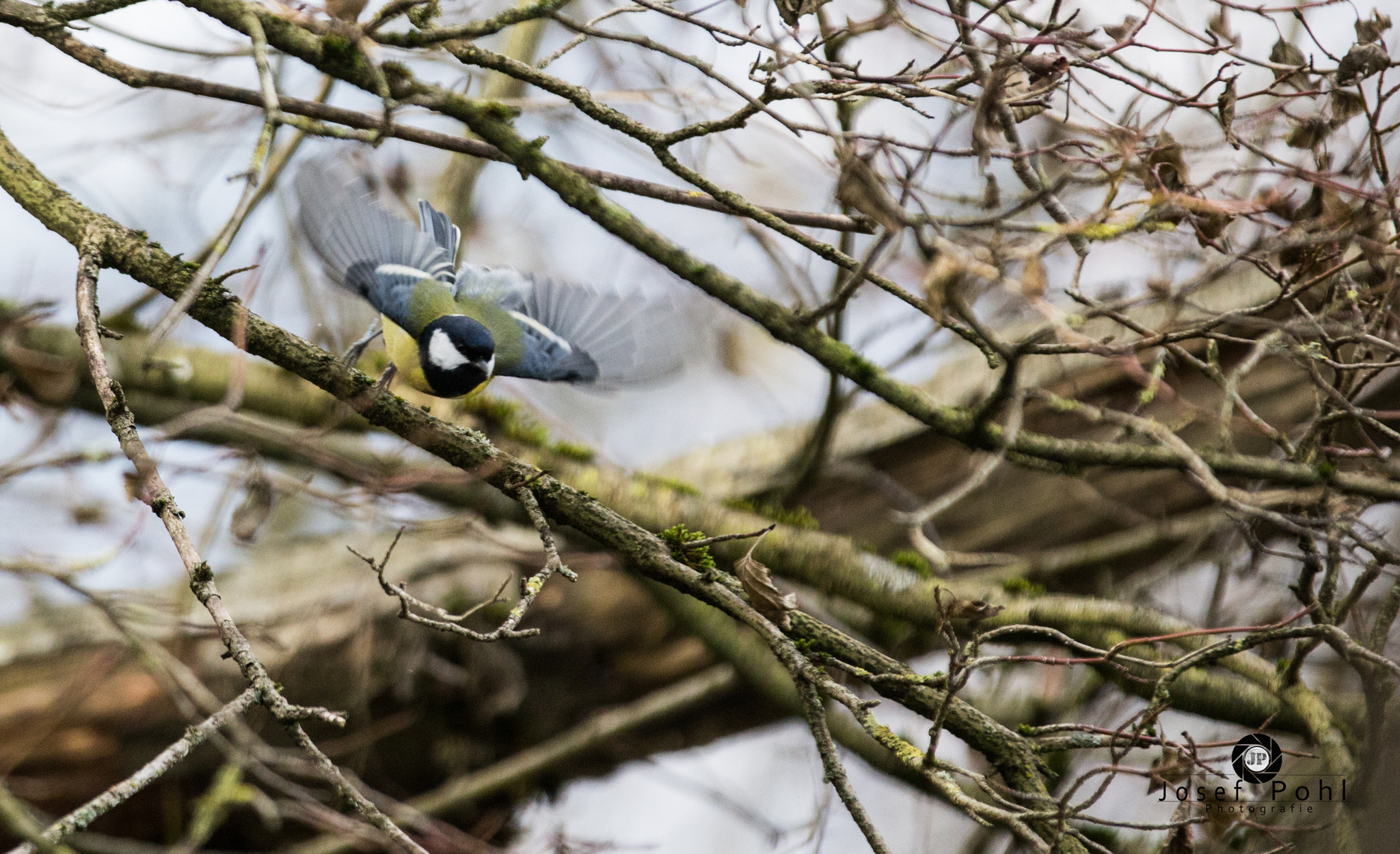 Canon EF 70-200mm F2.8L IS II USM sample photo. Angriff photography