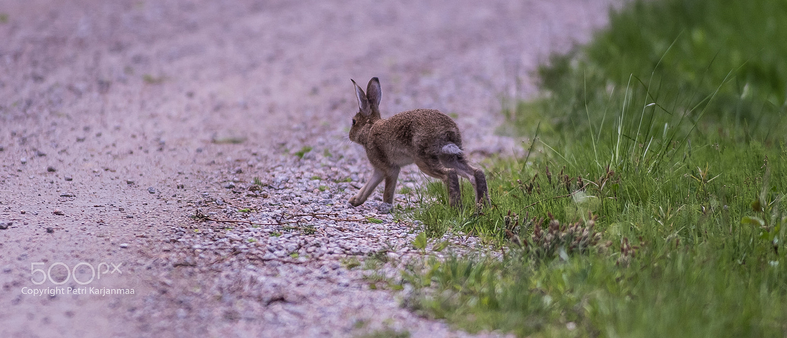 Canon EOS 700D (EOS Rebel T5i / EOS Kiss X7i) sample photo. Rabbit photography