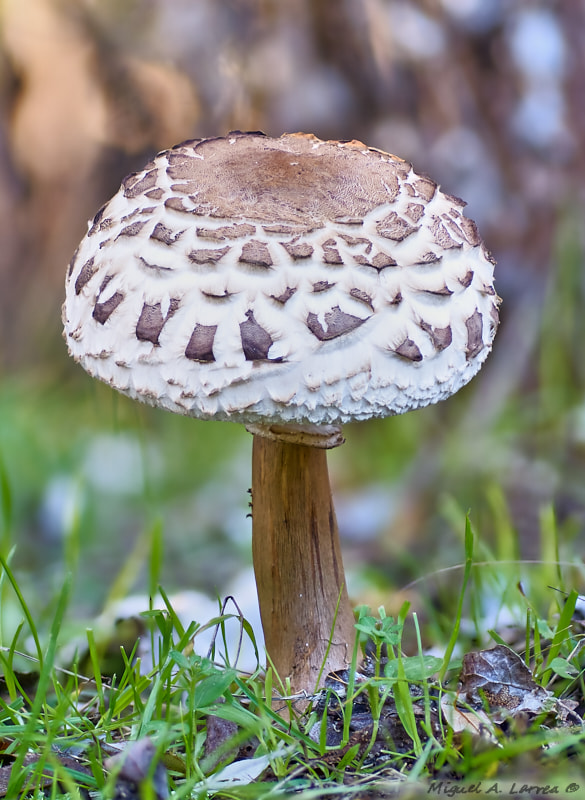 Sony ILCA-77M2 + Tamron SP AF 90mm F2.8 Di Macro sample photo. Macrolepiota photography