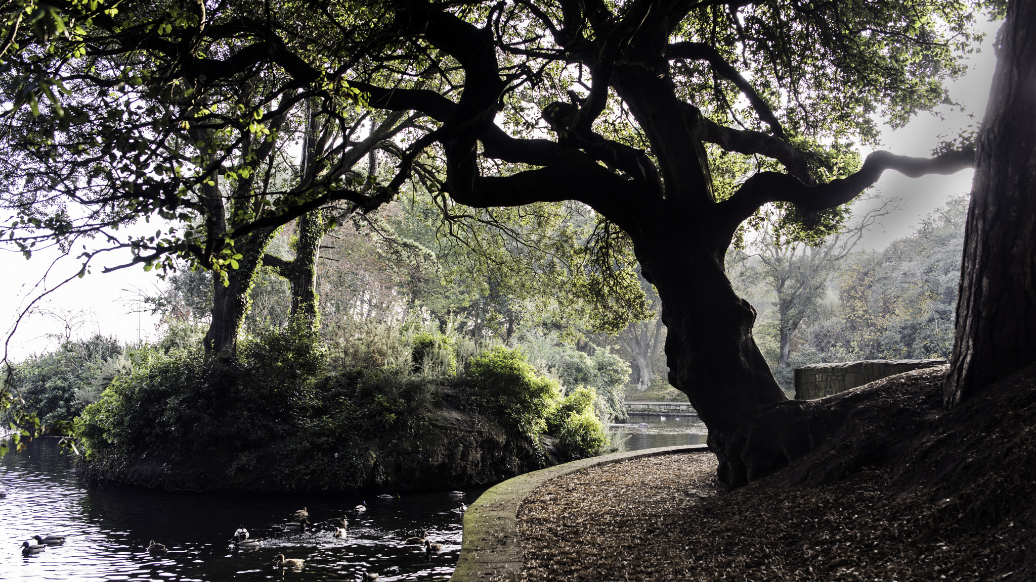 Nikon D810 sample photo. Gnarled oak photography