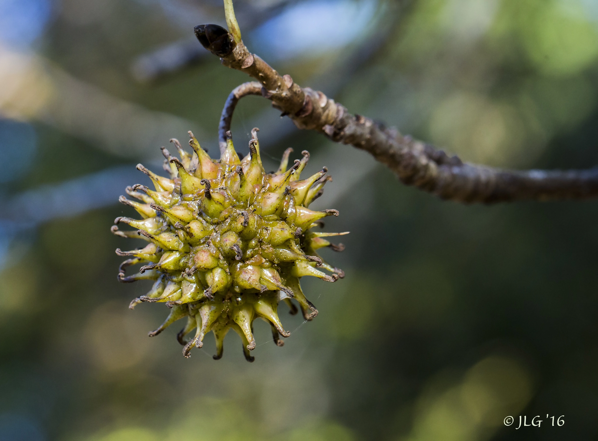 Canon EOS 650D (EOS Rebel T4i / EOS Kiss X6i) sample photo. Sweetgum ball photography