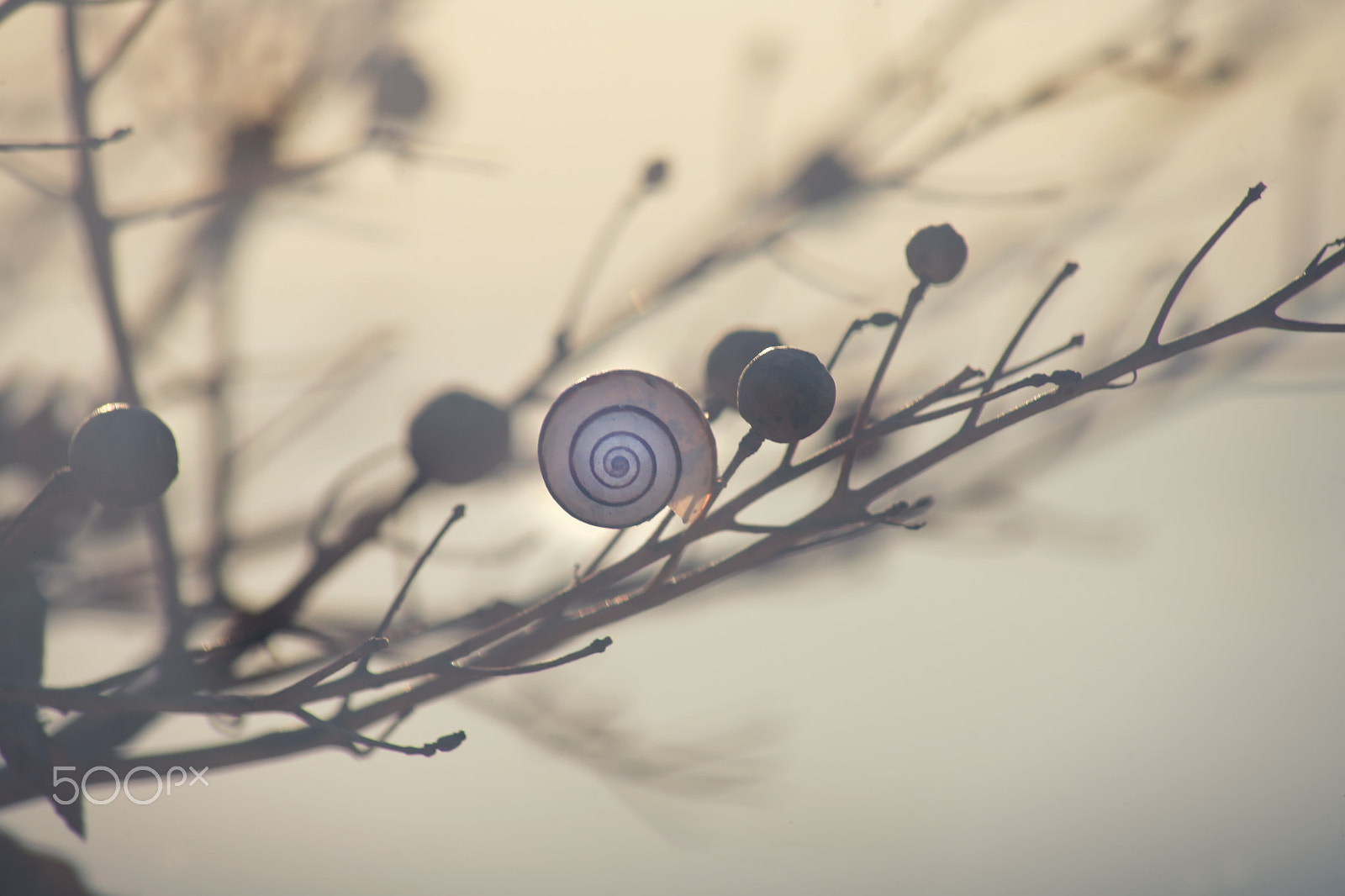 Canon EOS 5D sample photo. One of them photography