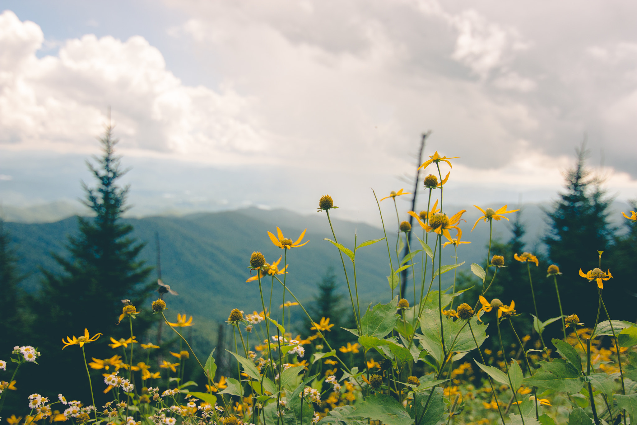Canon EOS 70D sample photo. Mountain daisies photography