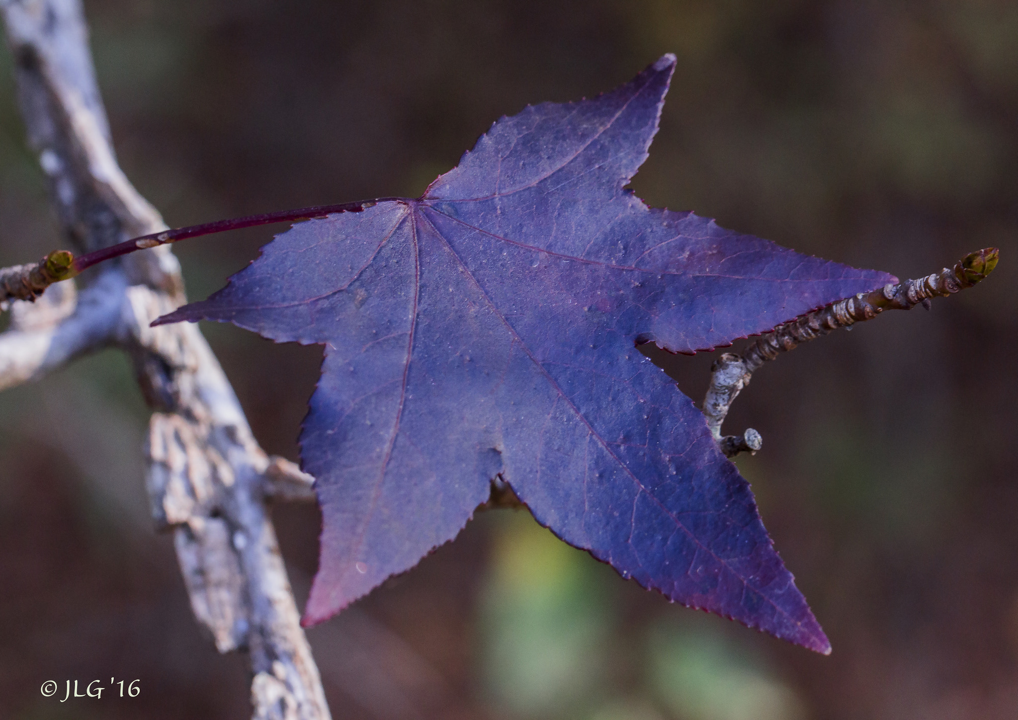 Canon EOS 650D (EOS Rebel T4i / EOS Kiss X6i) sample photo. Blue fall photography
