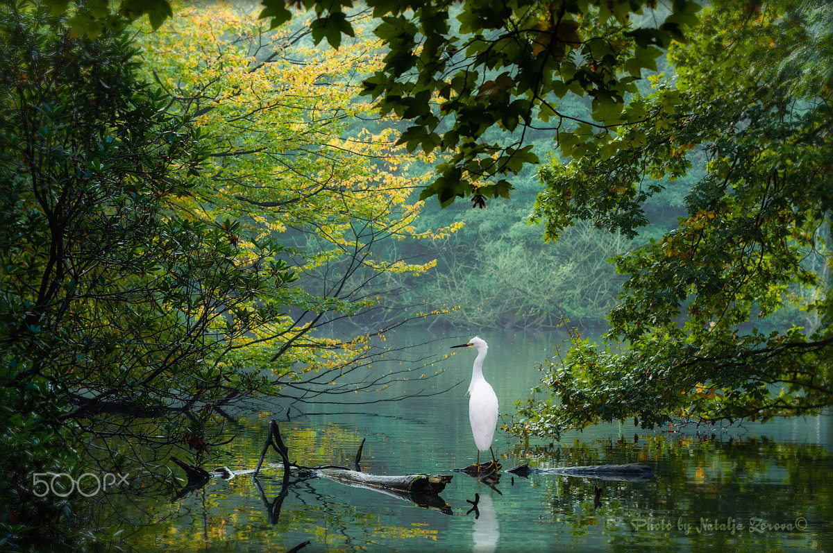 Nikon D5000 sample photo. Little egret photography