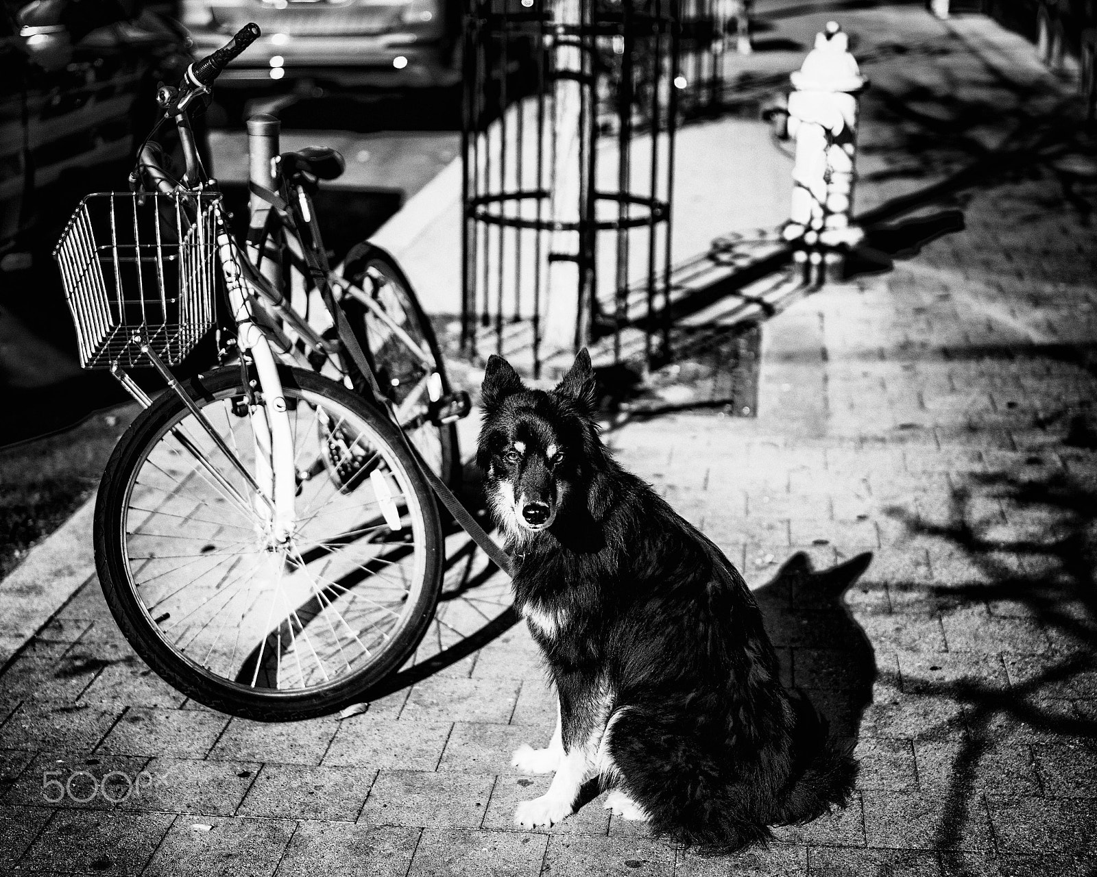 Tamron SP 45mm F1.8 Di VC USD sample photo. Dogwithydrant photography
