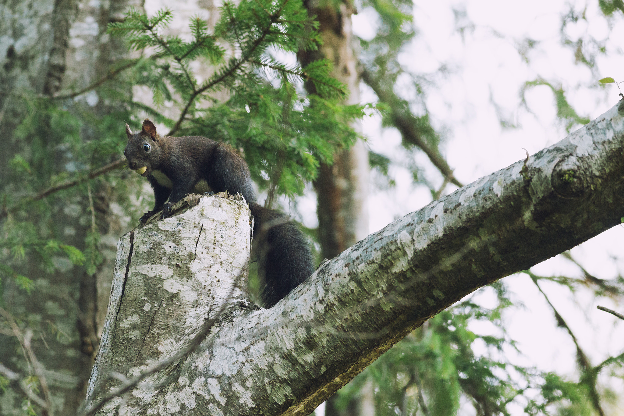 Canon EOS 6D + Canon EF 400mm F5.6L USM sample photo. Squirrel photography