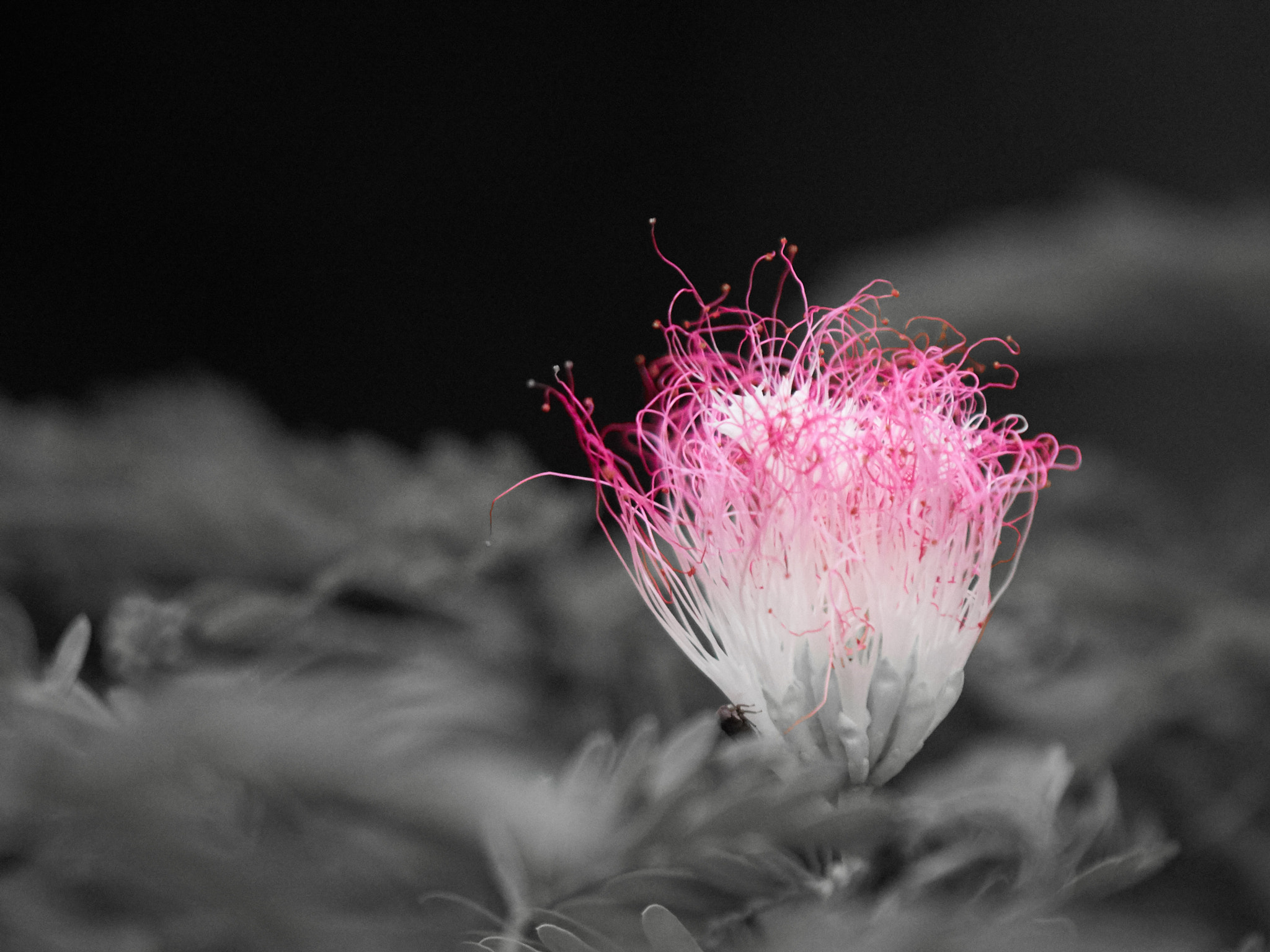 Olympus OM-D E-M1 sample photo. Silk tree blossom photography