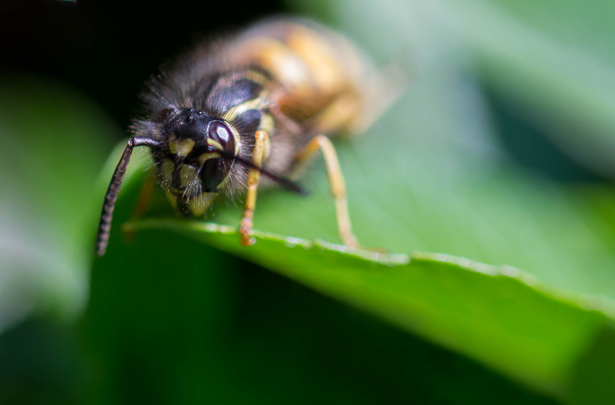 Sigma 105mm F2.8 EX DG OS HSM sample photo. Looking photography
