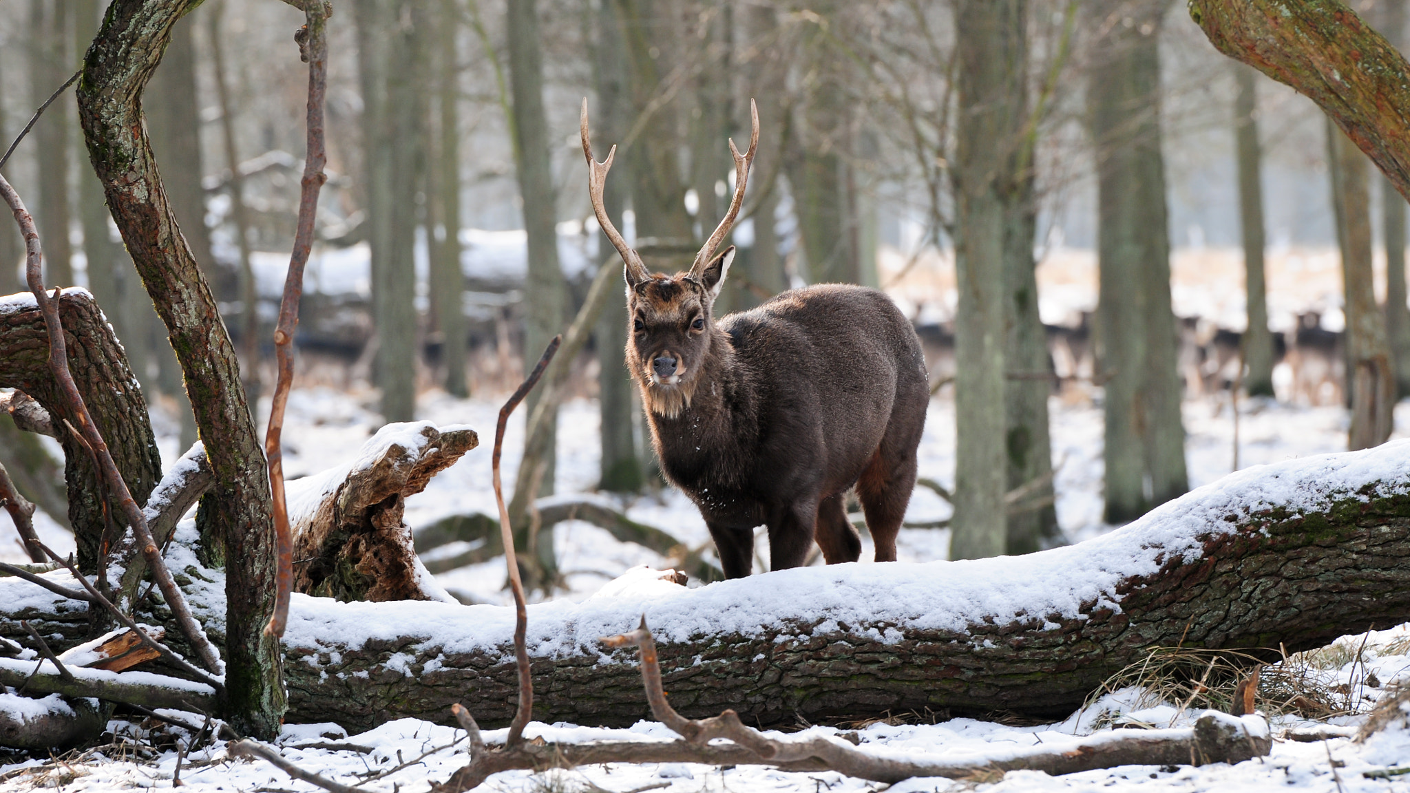 Nikon AF-S Nikkor 70-200mm F2.8G ED VR II sample photo. Deer at animal garden, denmark. photography