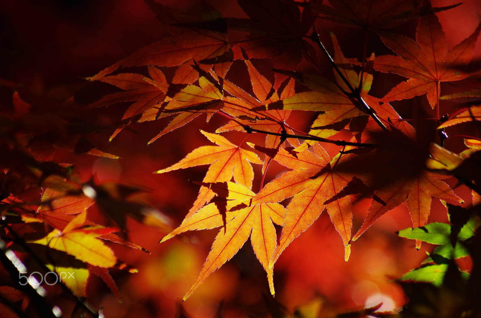 Pentax K-5 II sample photo. Tangerine maples, japan photography