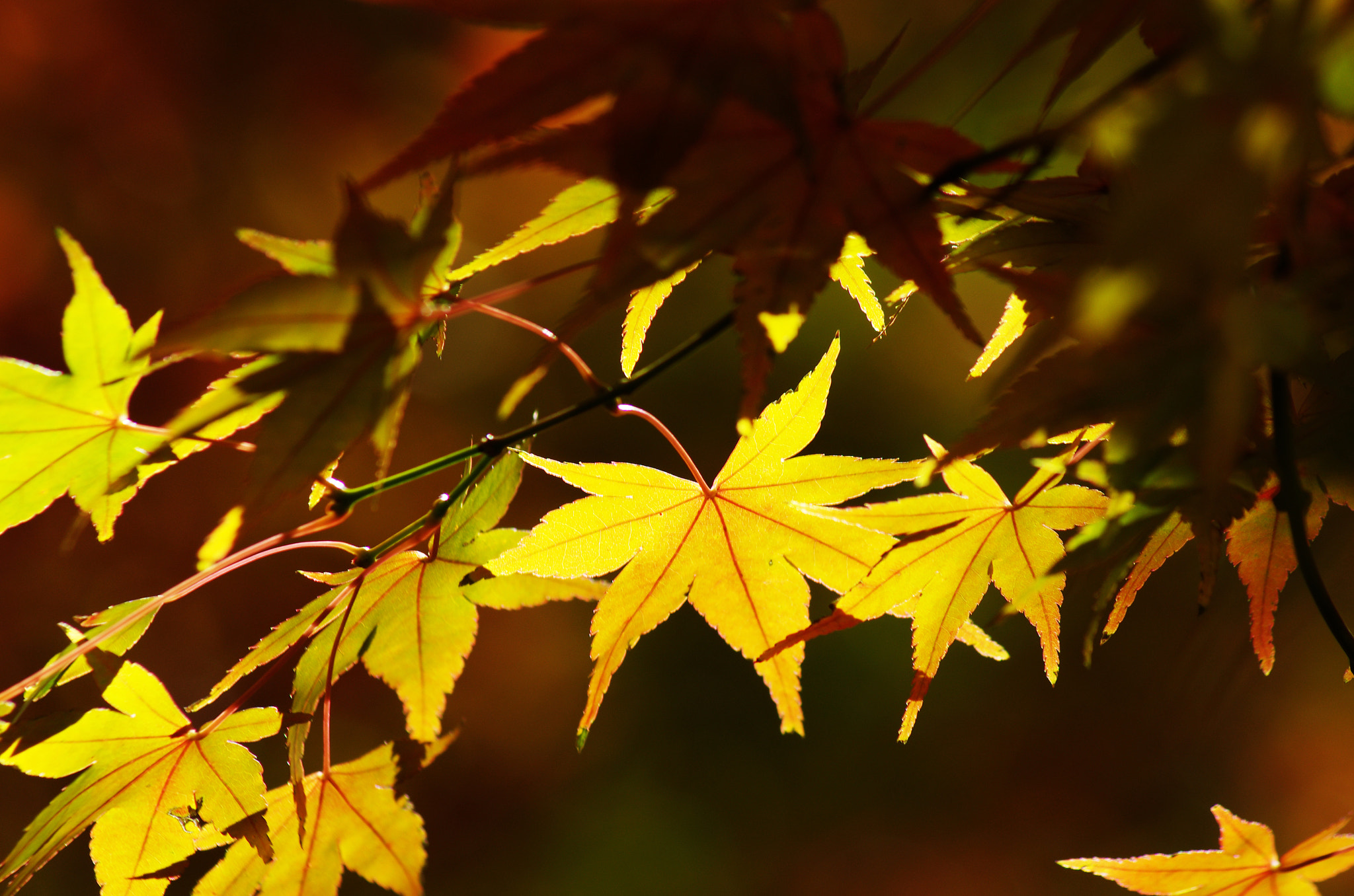 Pentax K-5 II + smc PENTAX-FA 80-320mm F4.5-5.6 sample photo. Golden photography