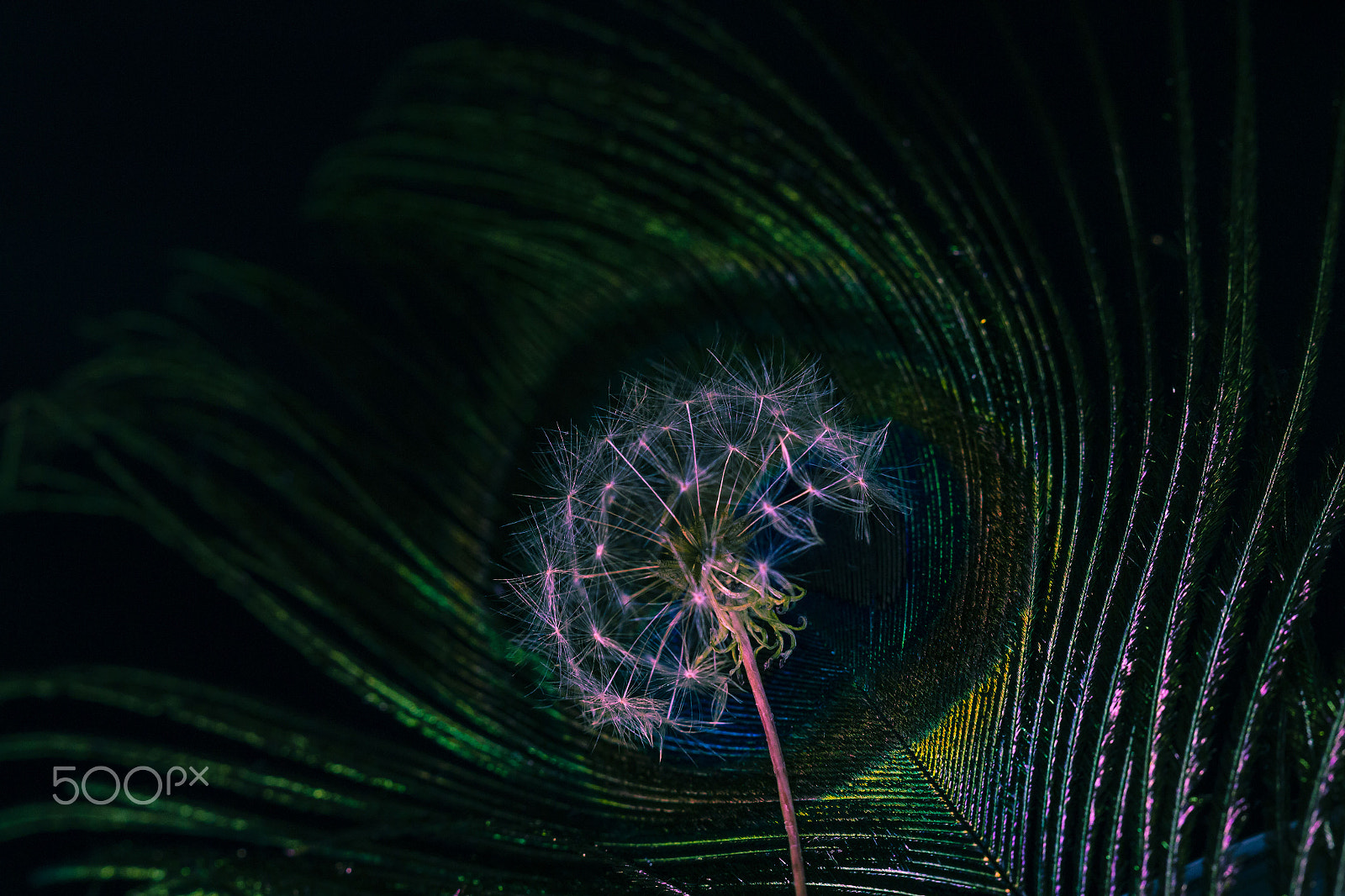 Canon EF 100mm F2.8 Macro USM sample photo. Blowing mind photography