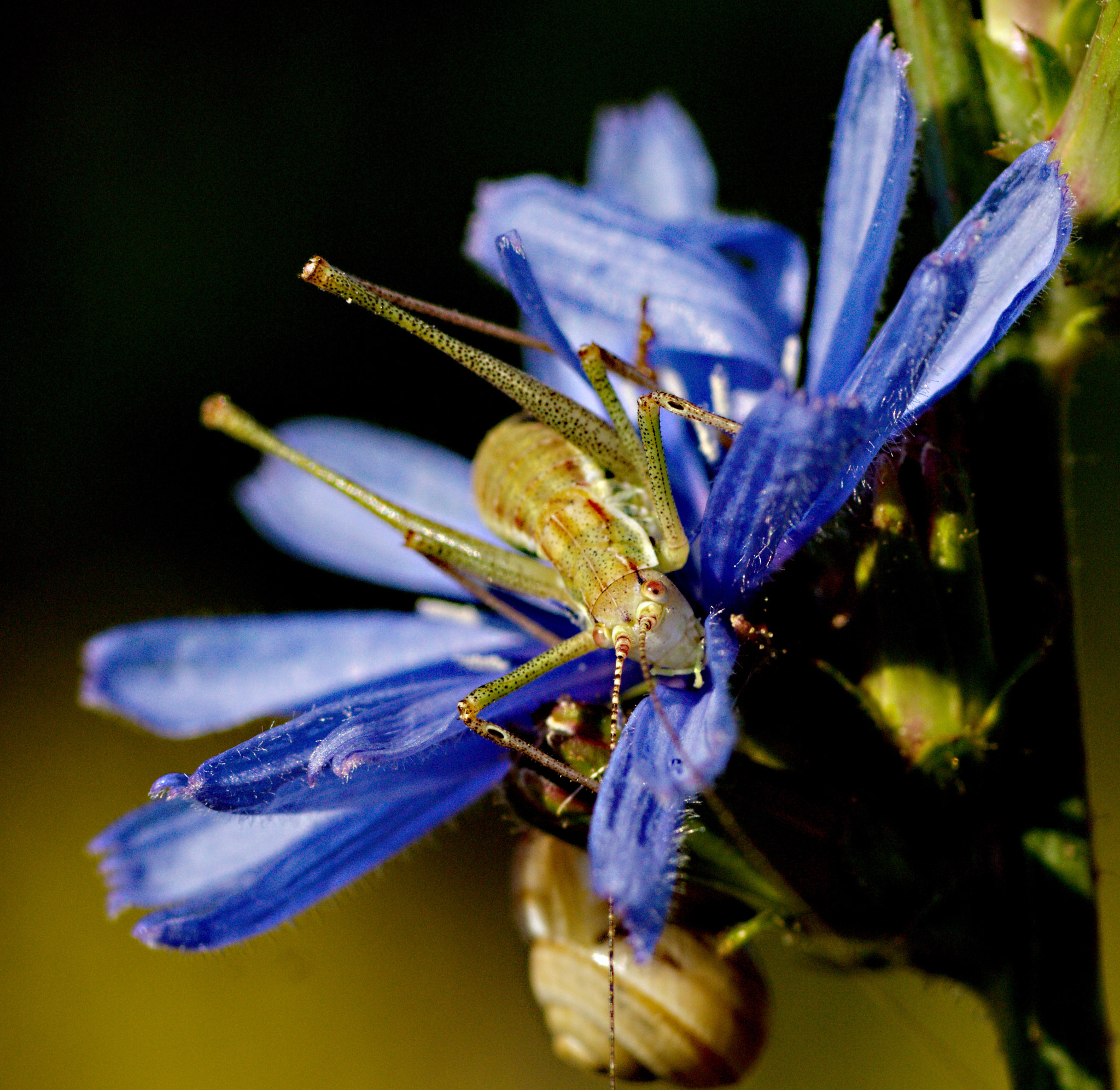 Sony ILCA-77M2 + Tamron SP AF 90mm F2.8 Di Macro sample photo. Grasshopper photography