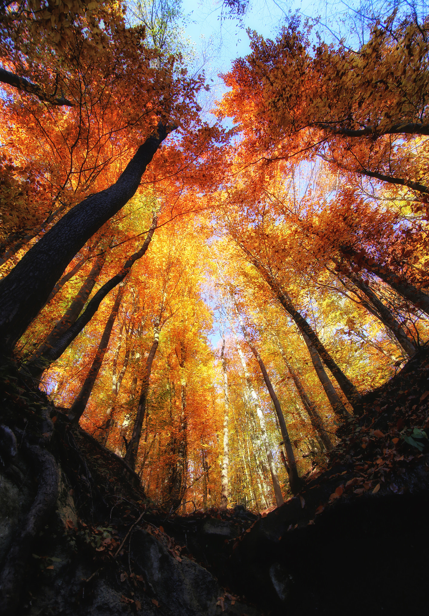 Canon EOS 6D sample photo. Autumn time photography